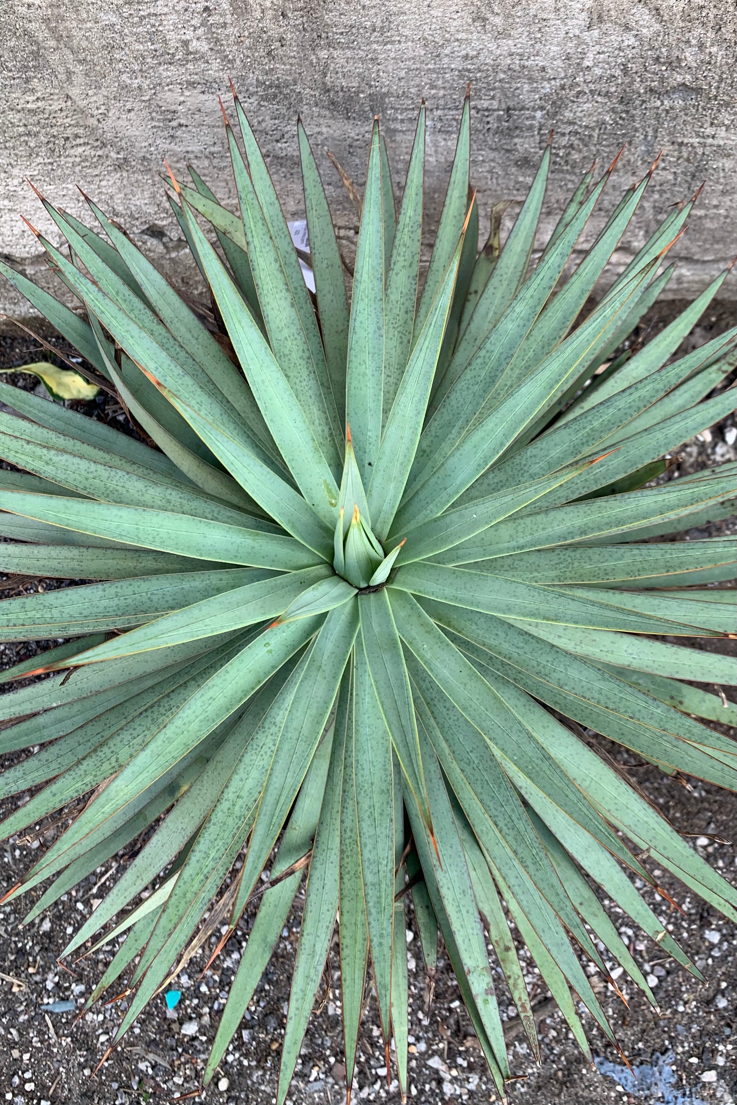 Mangave plant with detail showing the architecture of the leaves.