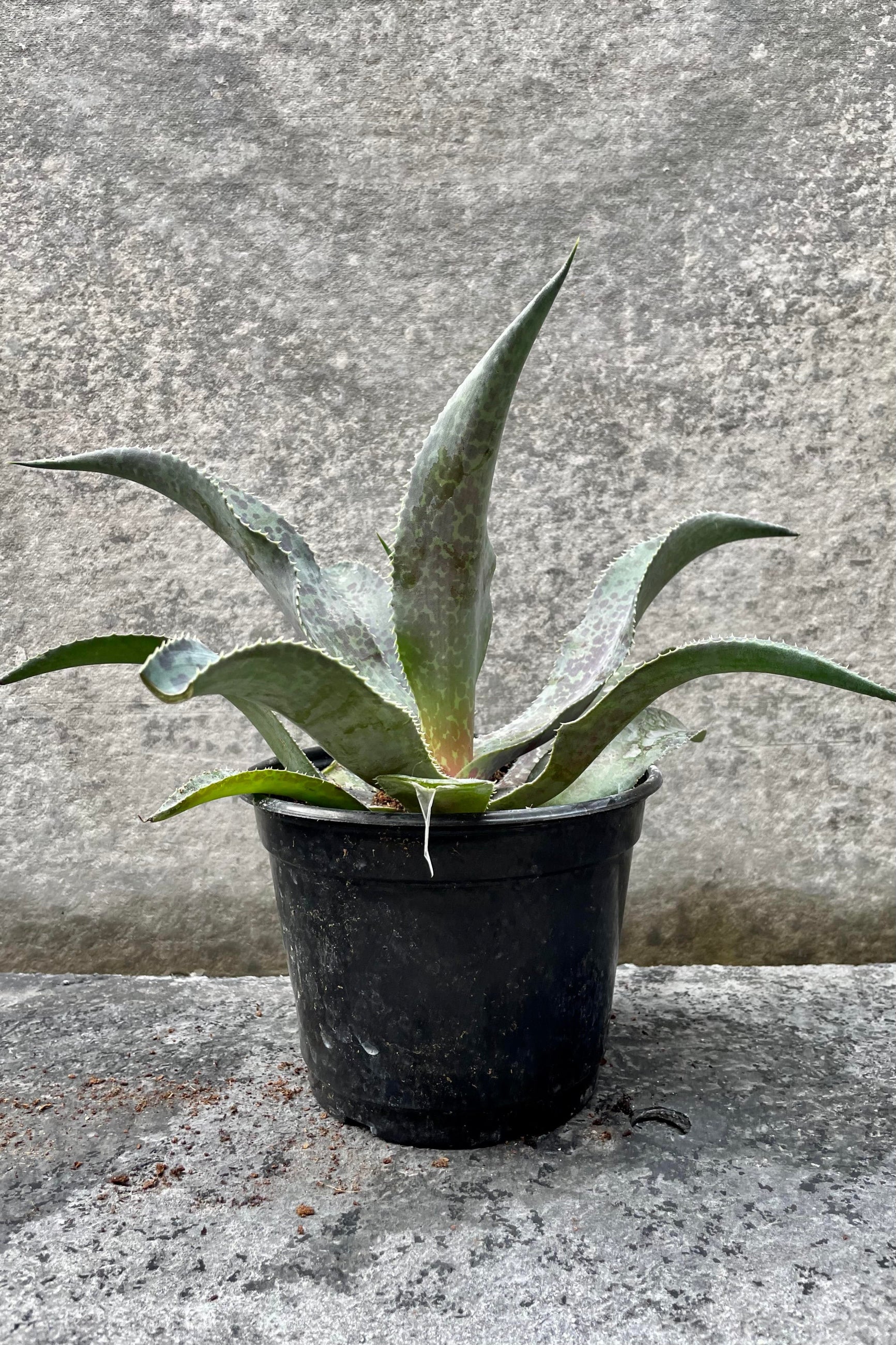 The Agave x mangave sits against a grey backdrop in a six inch growers pot. ©Sprout Home