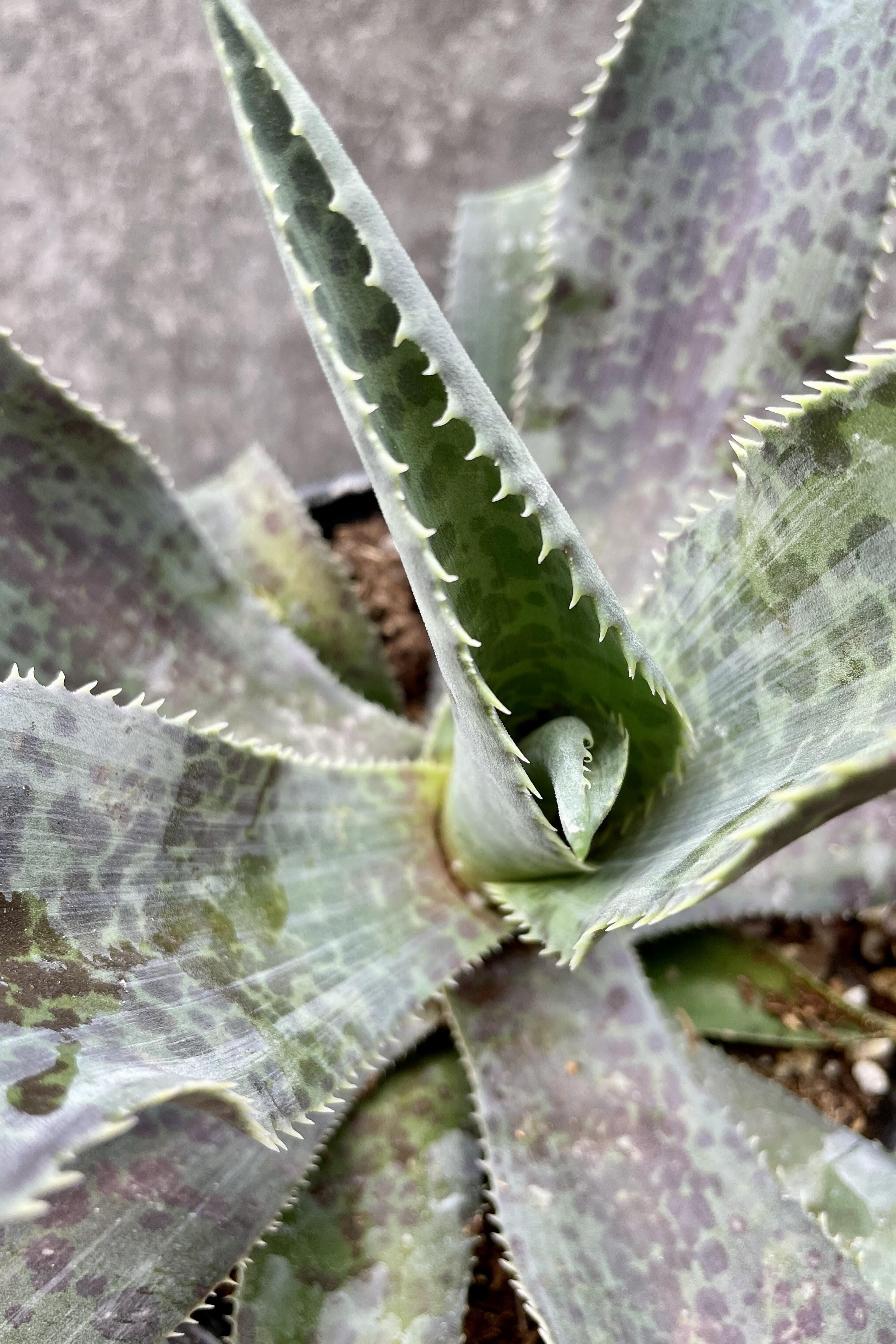 The Mangave boast silver, purple and green foliage.