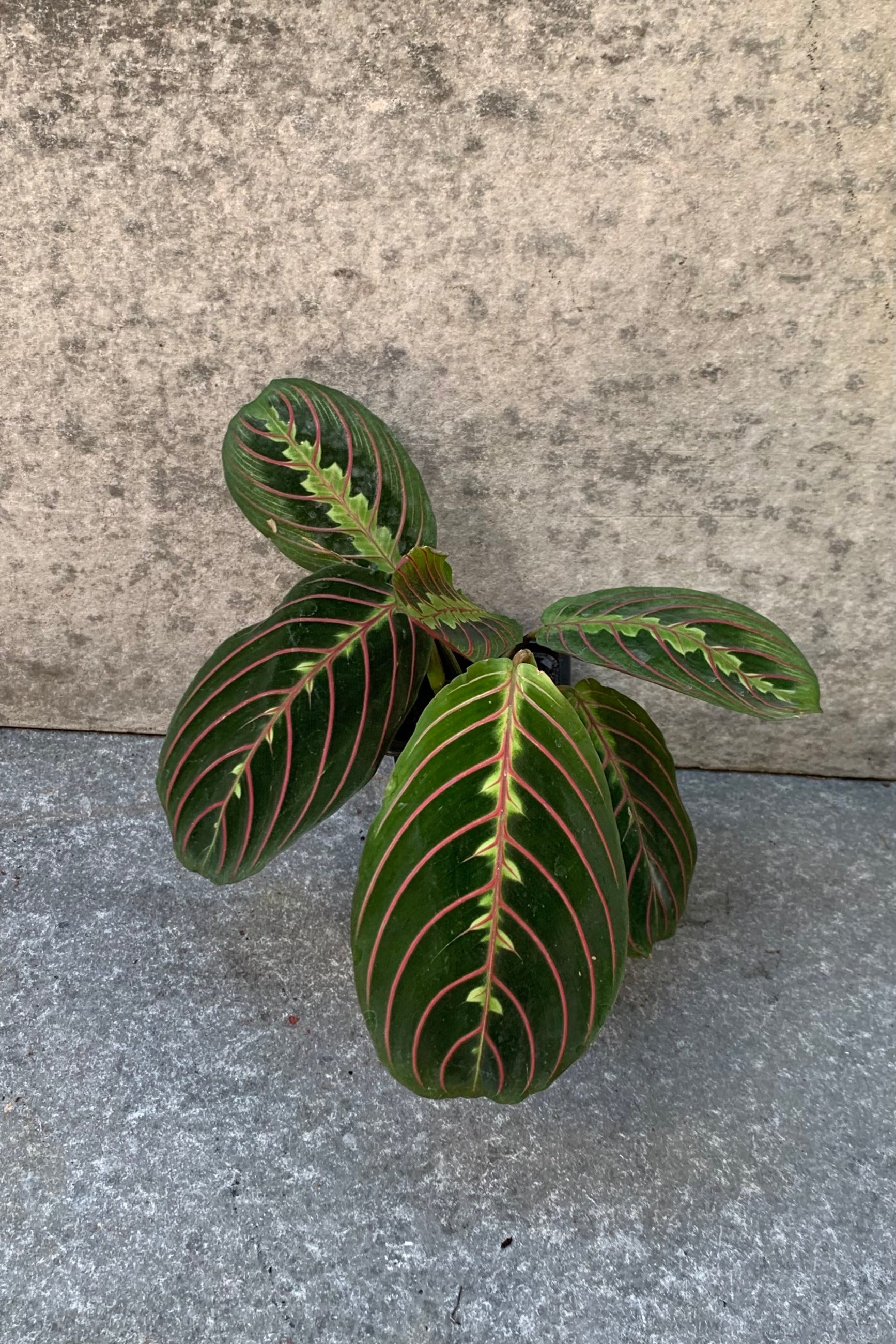 Maranta leuconeura "Prayer Plant" in a 3.5 inch pot. ©Sprout Home