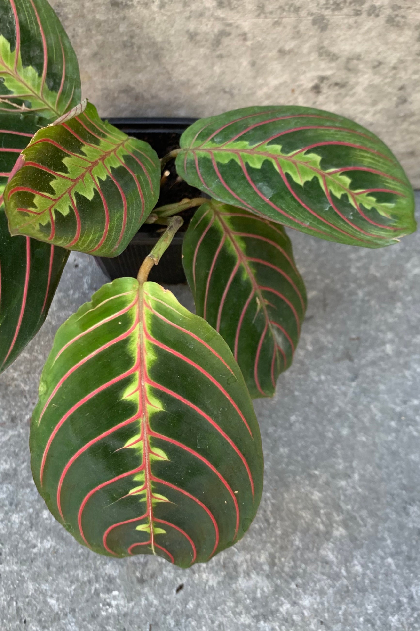 Detail photograph of the leaves of the Prayer Plant ©Sprout Home