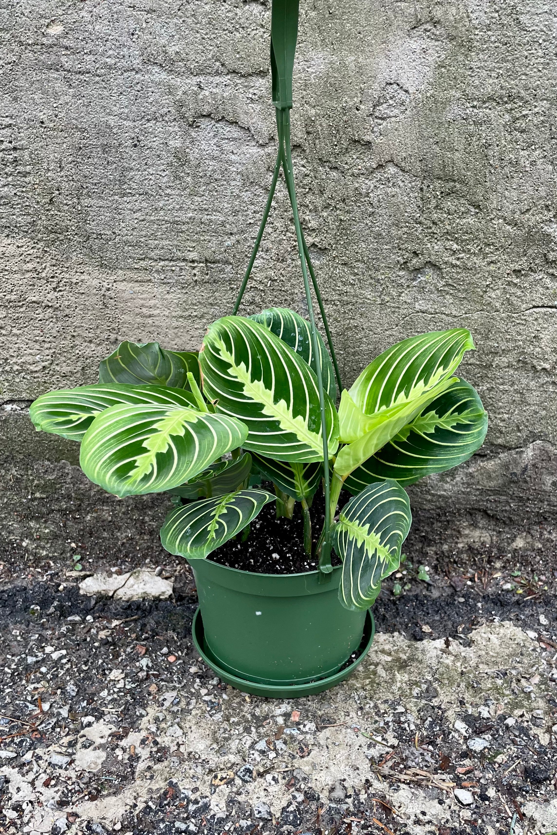 Maranta "Prayer Plant{" in a 6" growers pot.