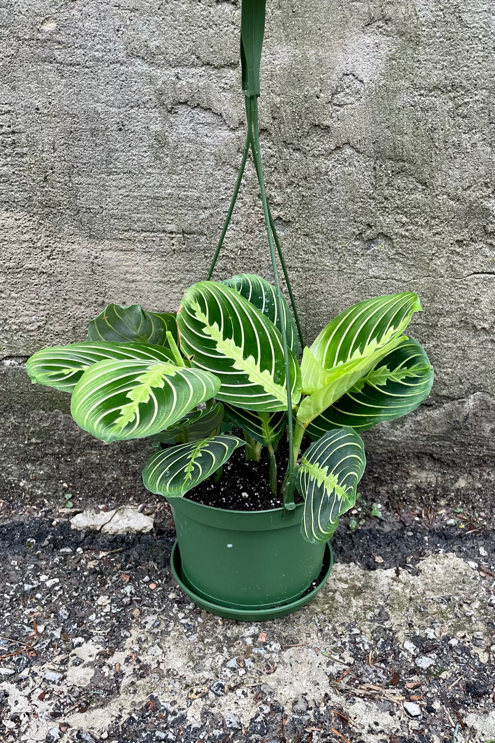 Maranta "Prayer Plant{" in a 6" growers pot. ©Sprout Home