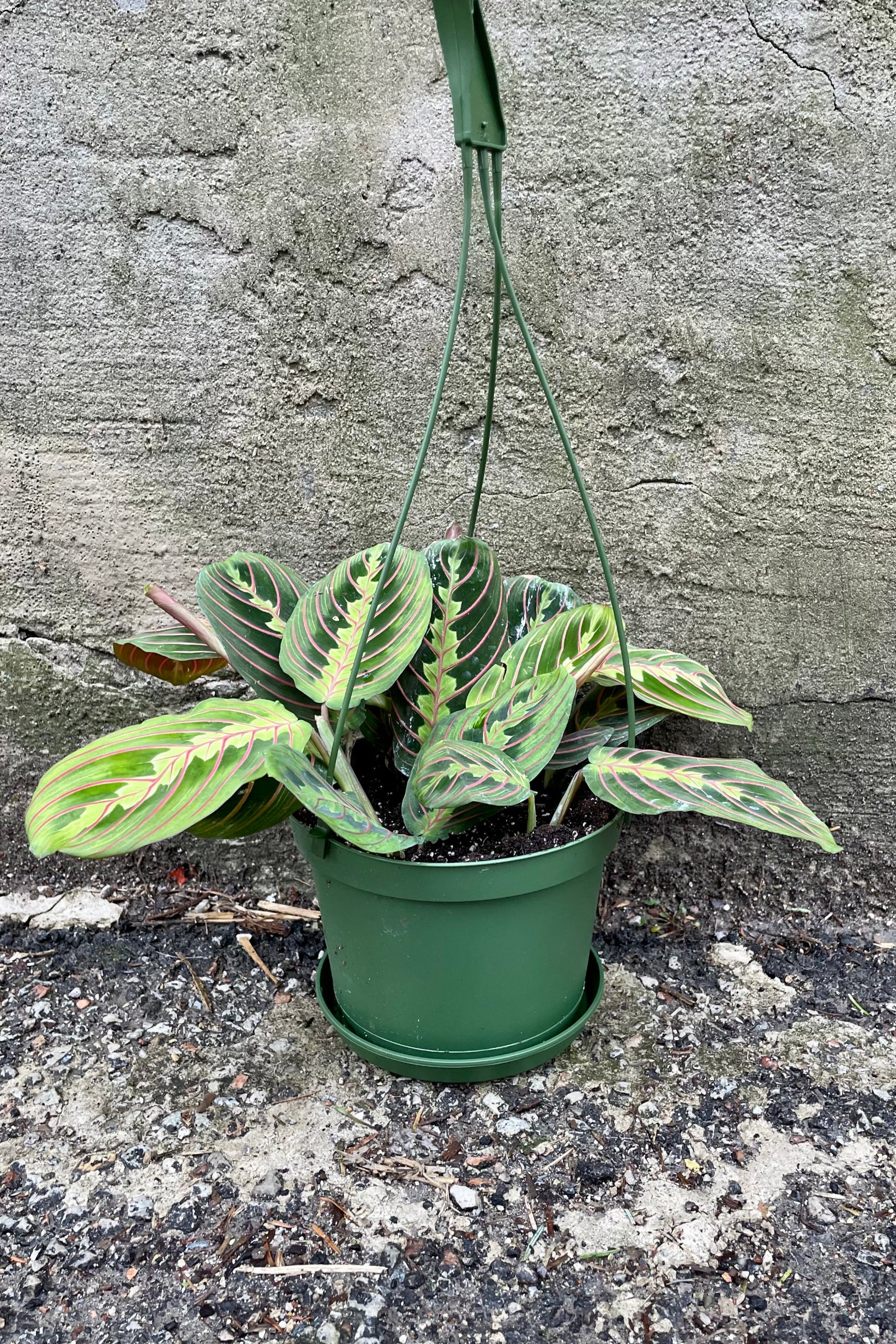 Maranta "Prayer Plant" with fuchsia markings in a 6" growers pot against a grey wall. ©Sprout Home