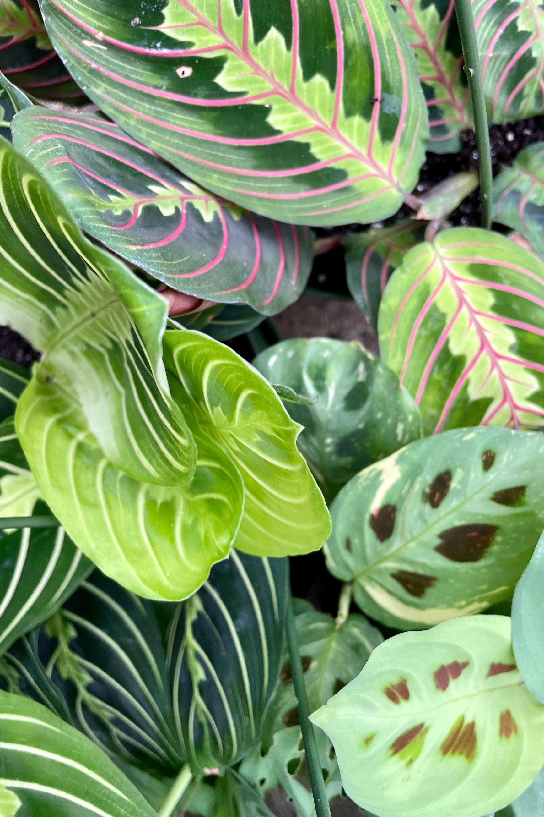 a group detail shot of three types of Maranta "Prayer Plants" at Sprout Home. ©Sprout Home