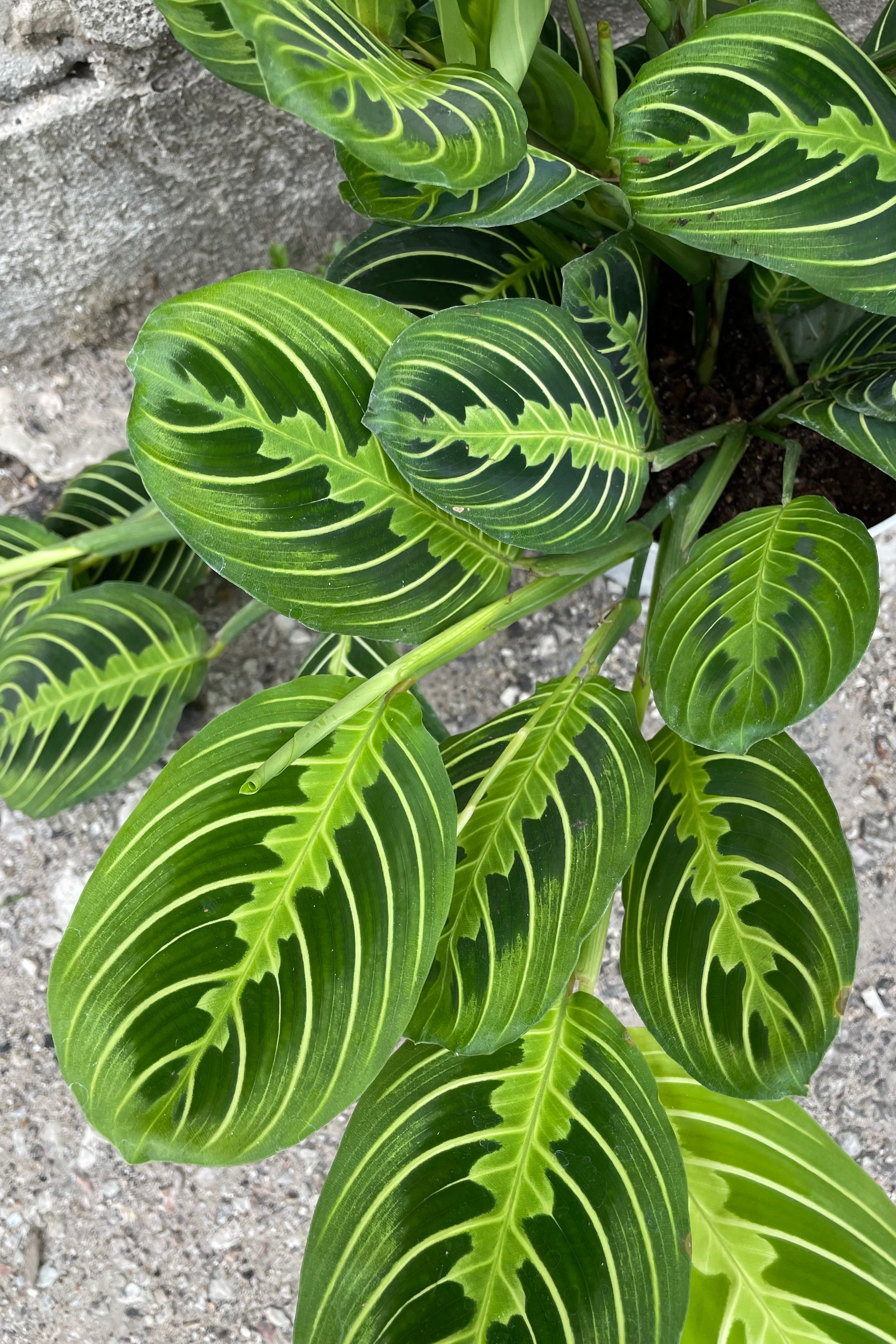Maranta leuconeura 'Lemon Lime' 8"