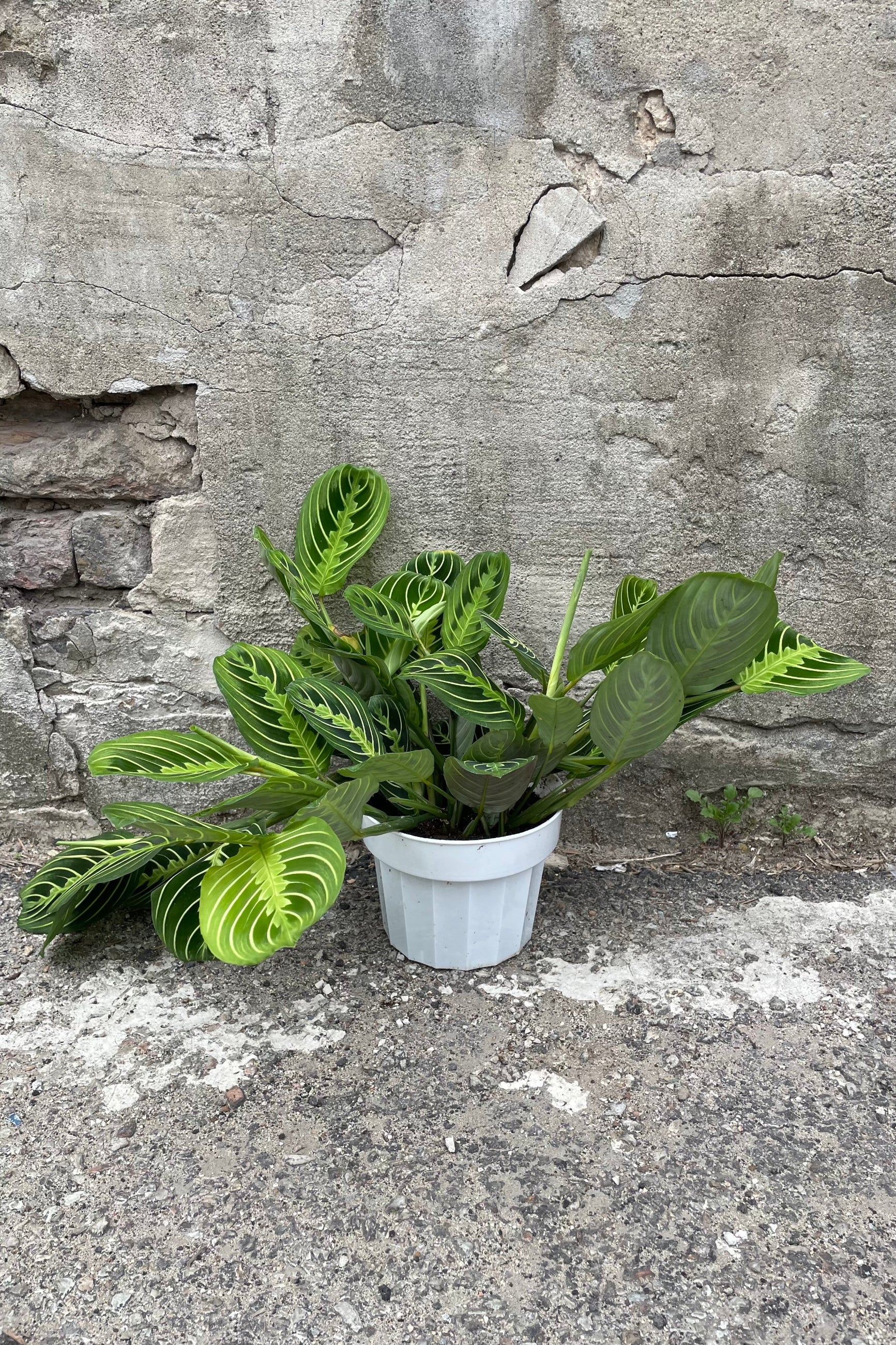 Maranta 'Lemon Lime' in a 6" growers pot against a concrete wall ©Sprout Home