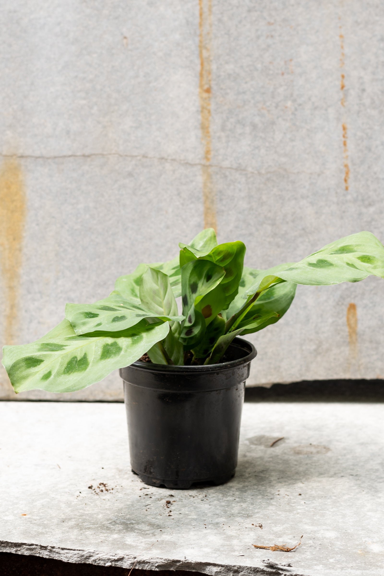 Rabbit Tracks Maranta prayer plant in a 4" growers pot against a concrete wall ©Sprout Home