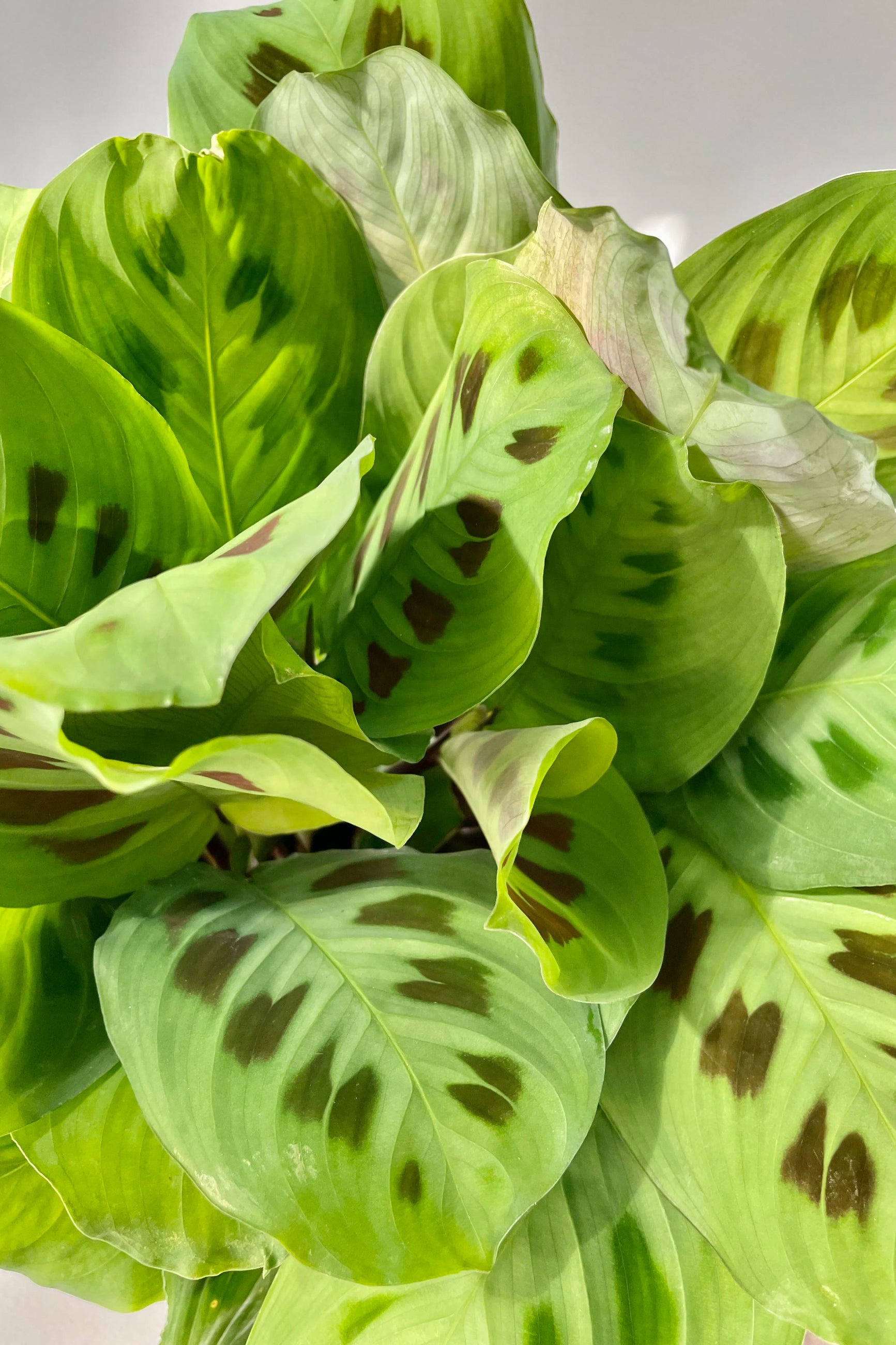 rabbit tracks prayer plant Maranta leuconeura 'Rabbit Tracks' 6"