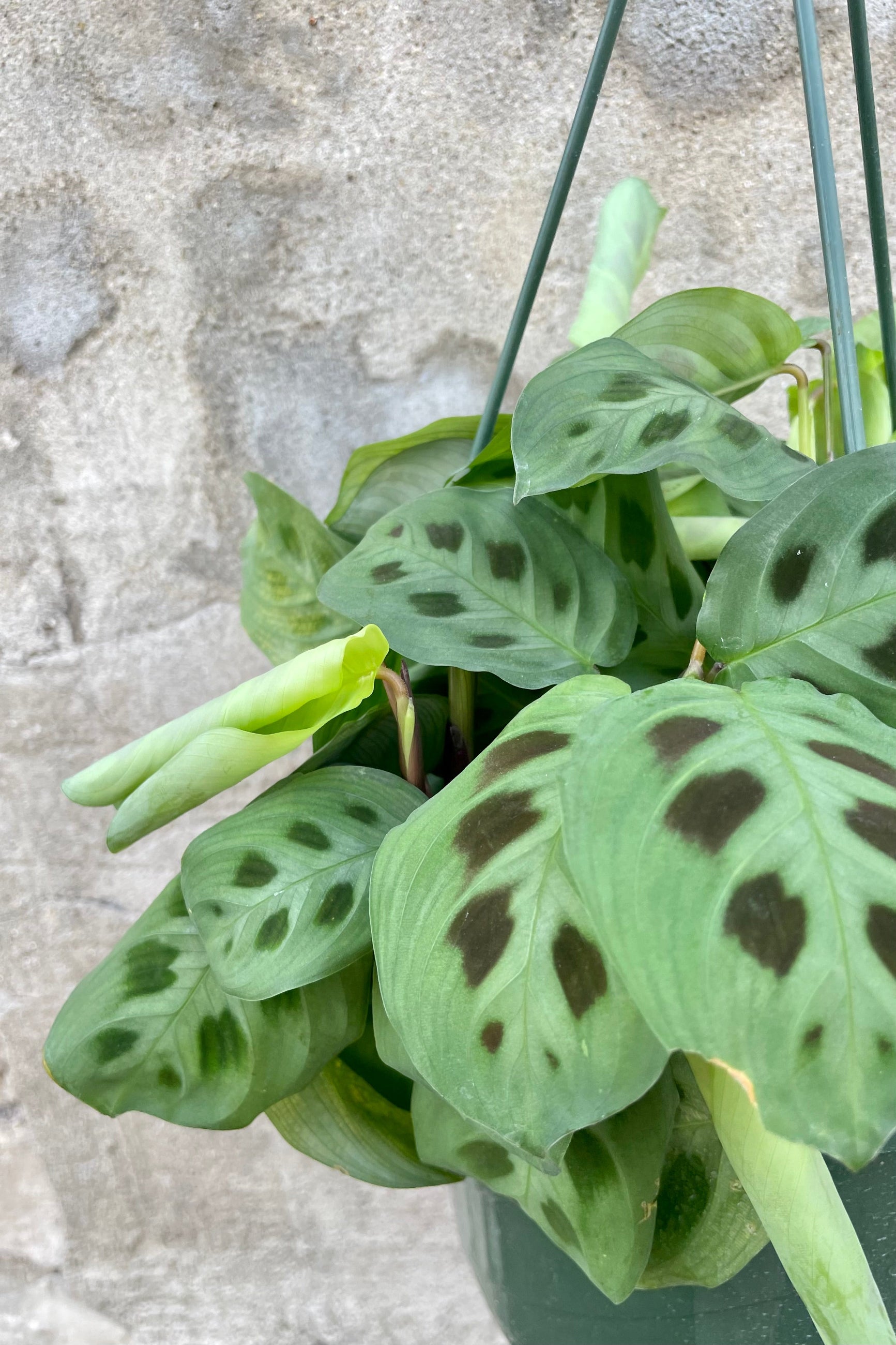 Maranta leuconeura 'Rabbit Tracks' 8