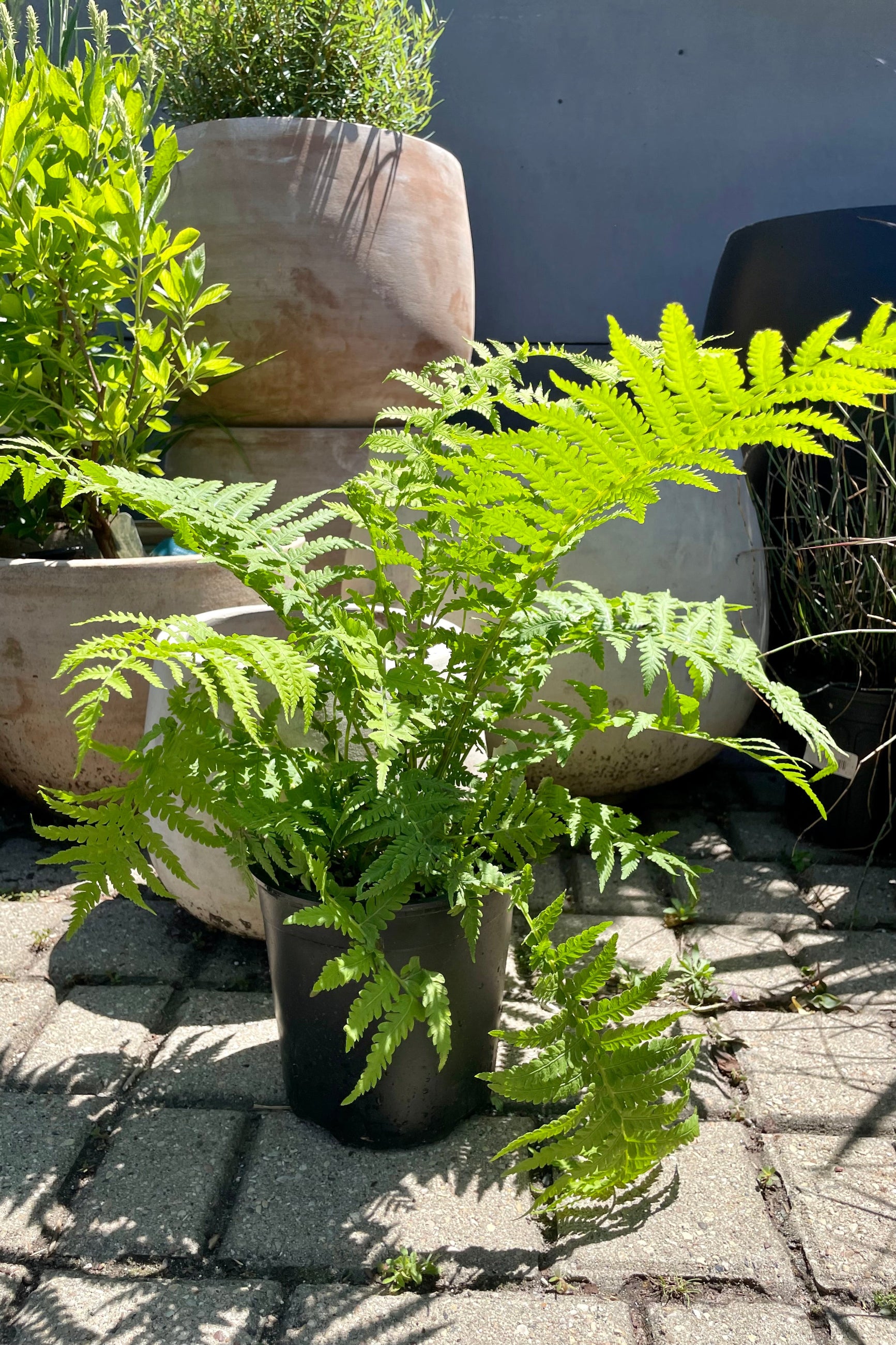 #1 pot size of the Matteuccia "Ostrich Fern" in front of terracotta pots showing the large green fronds in mid June at Sprout Home. ©Sprout Home