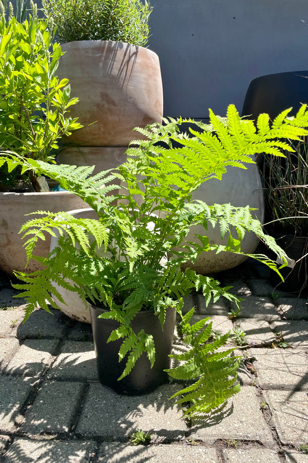 #1 pot size of the Matteuccia "Ostrich Fern" in front of terracotta pots showing the large green fronds in mid June at Sprout Home.