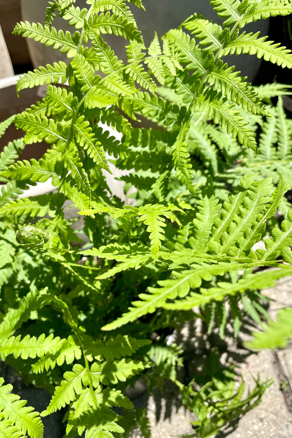 Detail of the serrated green fronds of the Matteussia "Ostrich Fern" in mid June at Sprout Home.