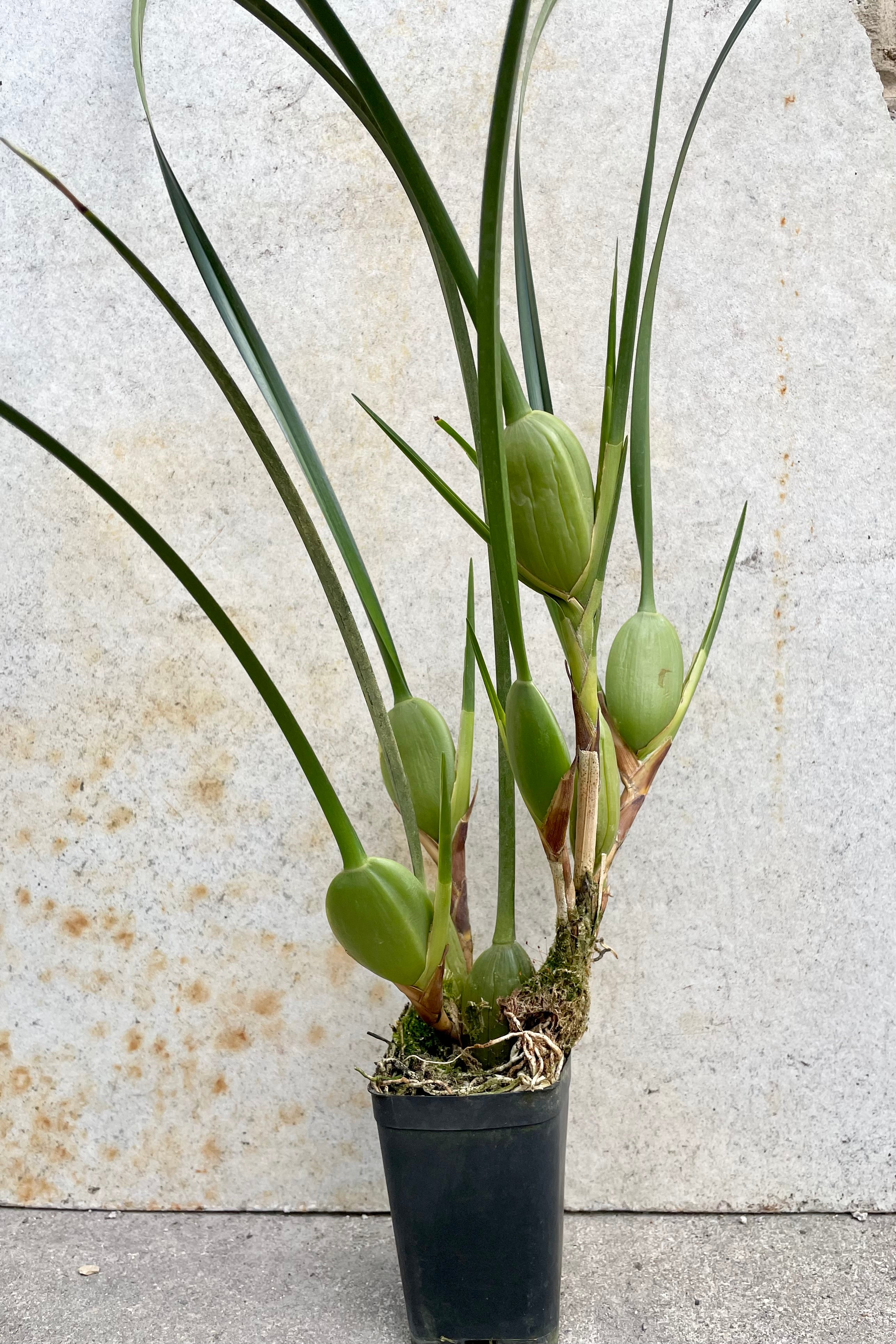 A Maxillary tenuifolia not in bloom in a 2.5" growers pot against a concrete wall.