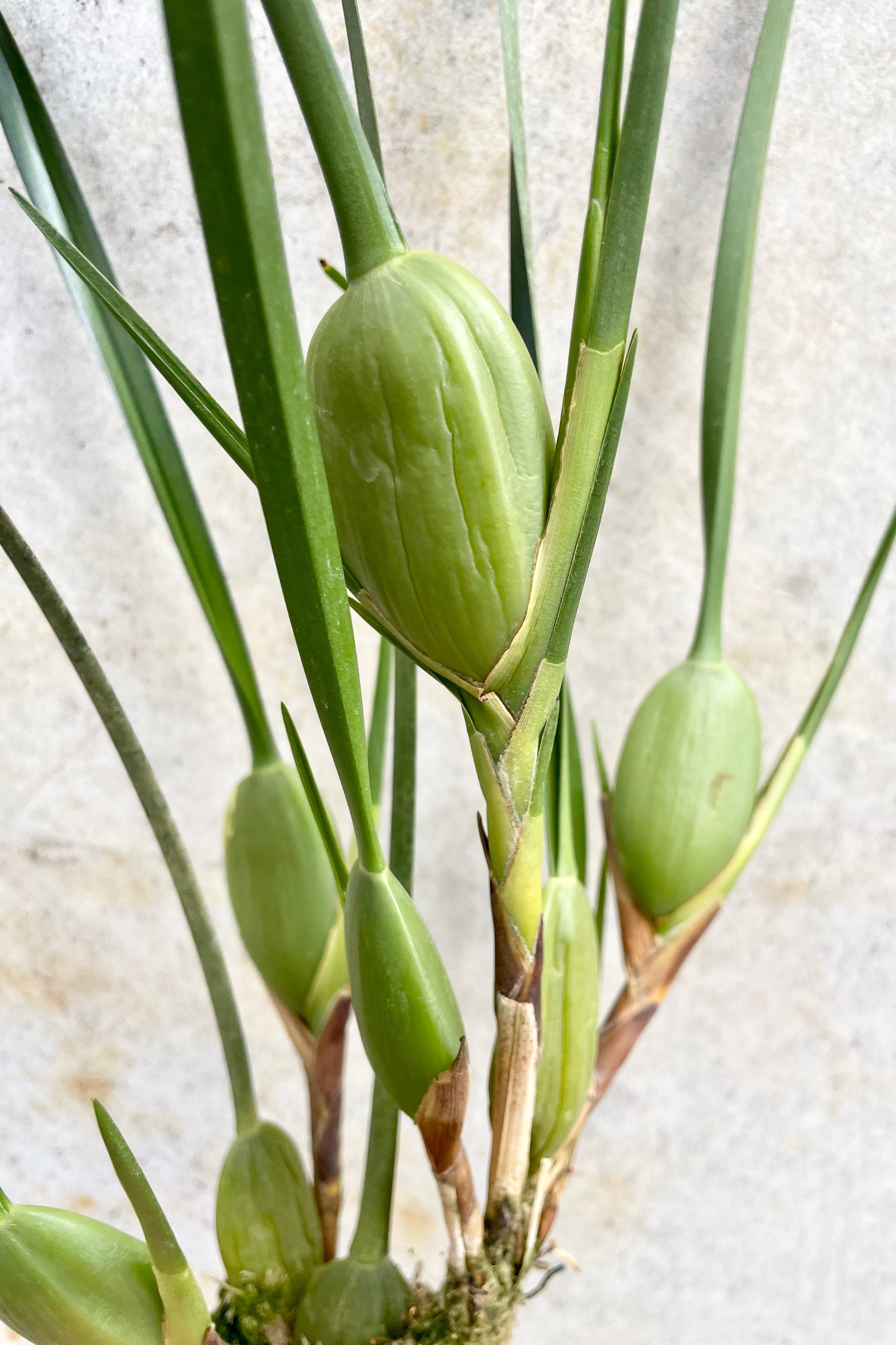 A detail shot of the strange limbs of the Maxillary tenuifolia . ©Sprout Home
