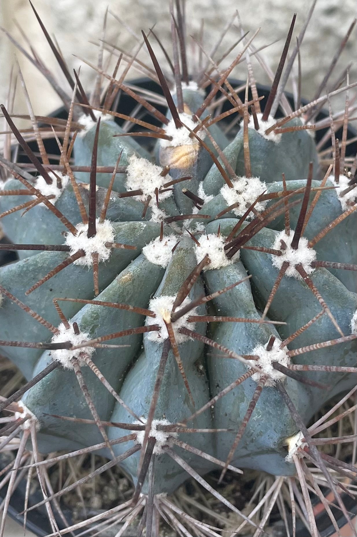 Melocactus azureus “Turk's Cap Cactus” 3.5