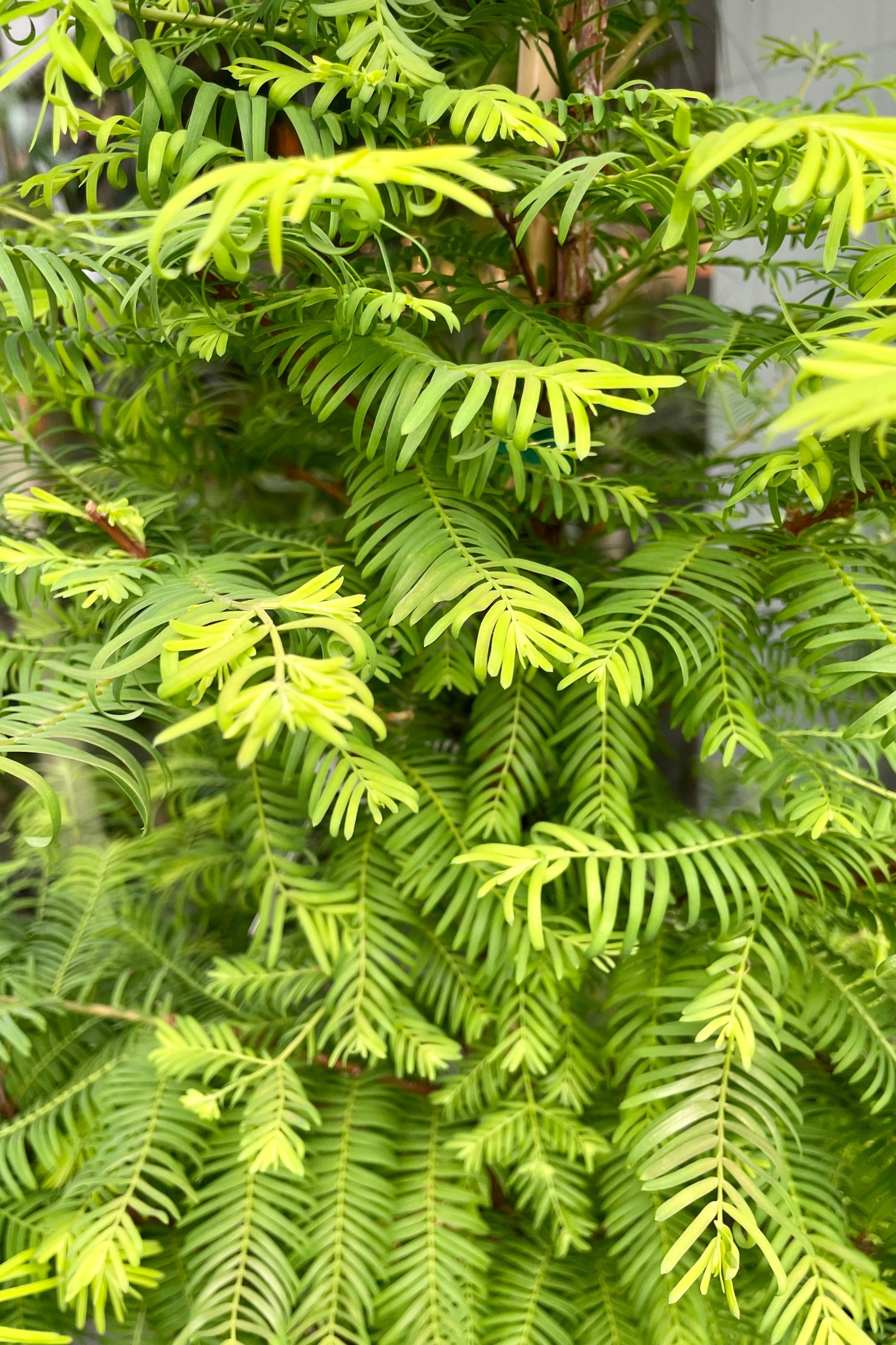 "Amber Glow' dawn redwood tree at Sprout Home the end of May showing the soft green needles. ©Sprout Home