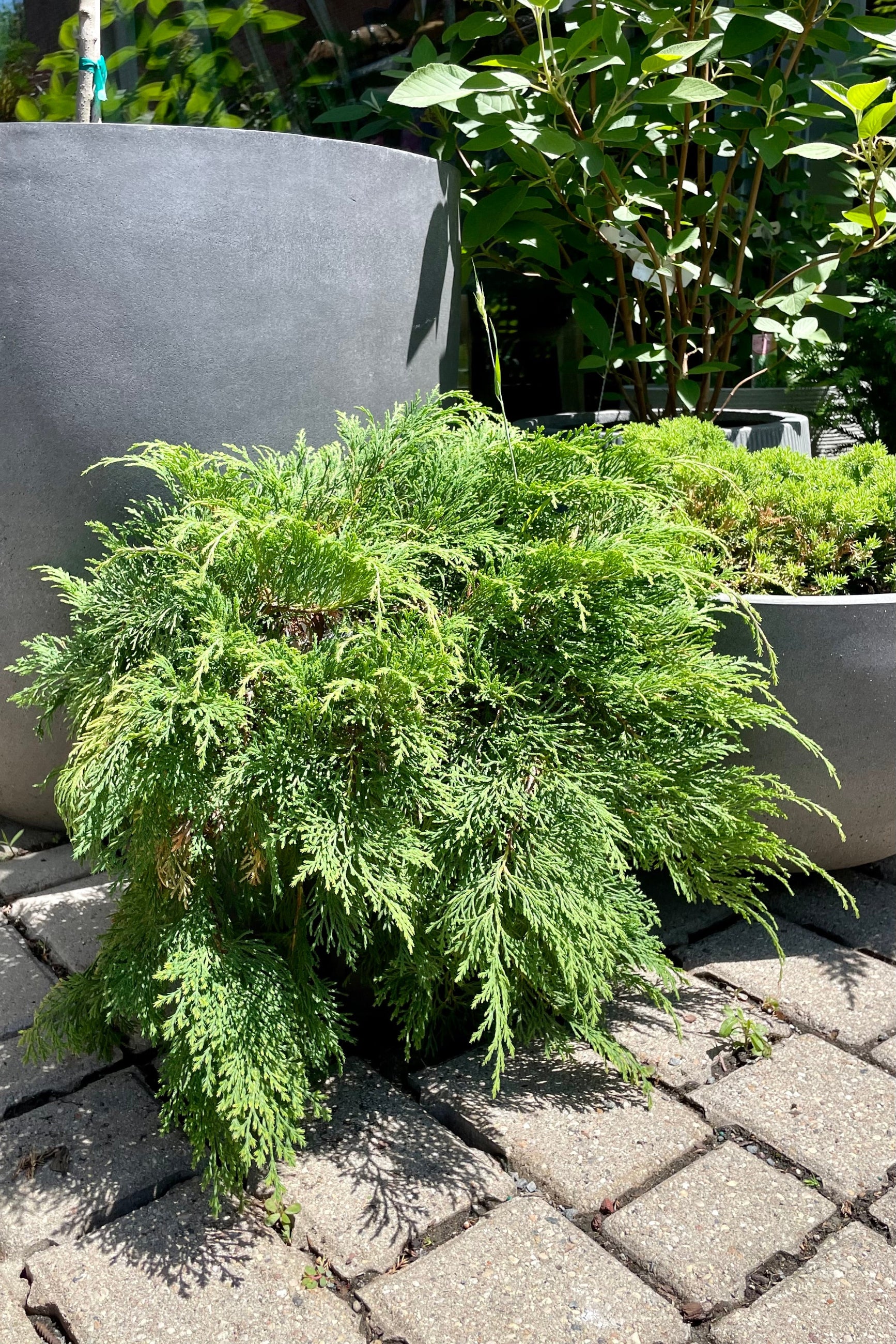 A #2 growers pot of Microbiota decussata shrub against grey containers during the middle of June at Sprout Home. ©Sprout Home