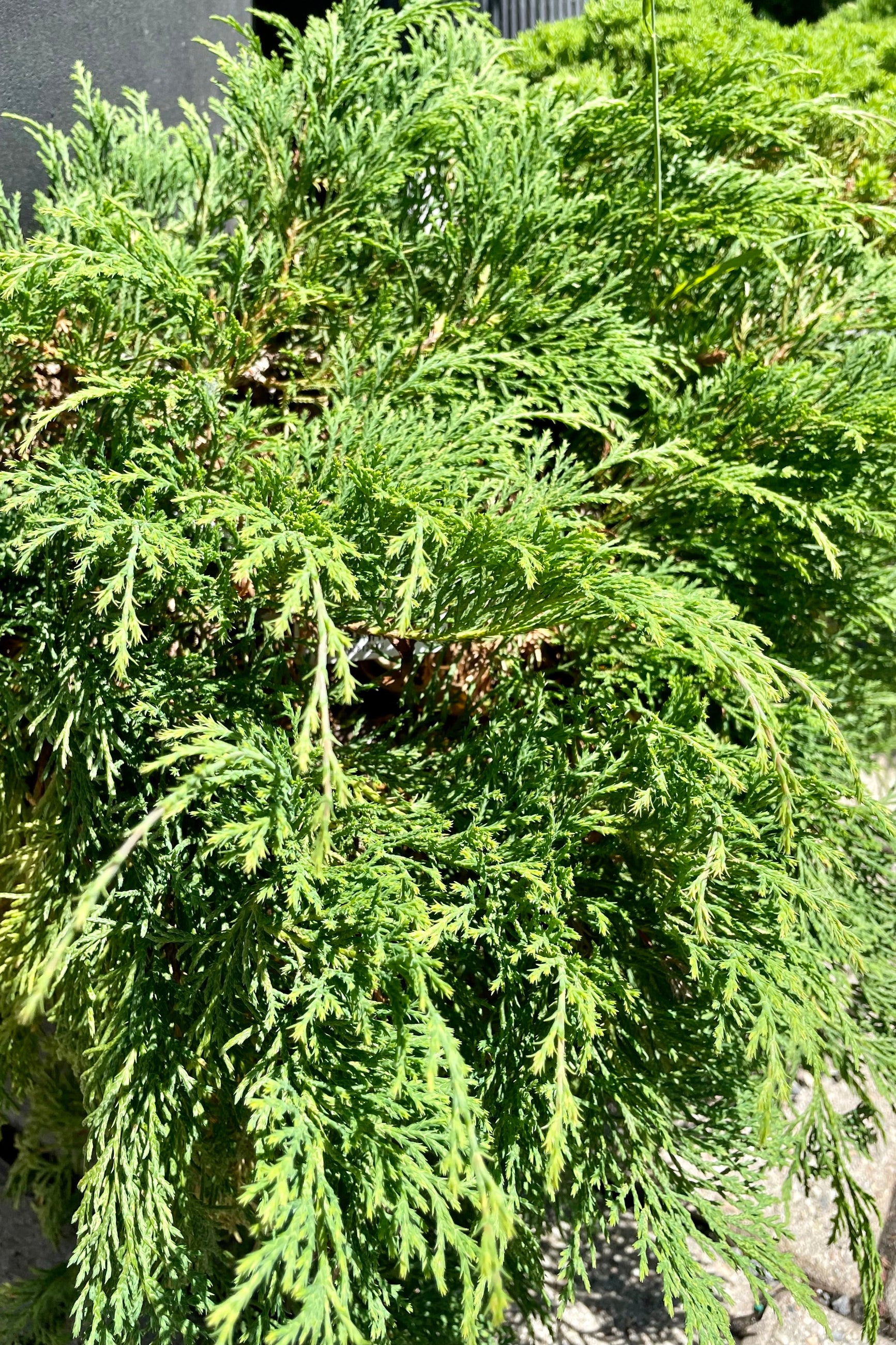 up close photo of the soft bright green foliage of the Microbiota decussata in June at Sprout Home. ©Sprout Home