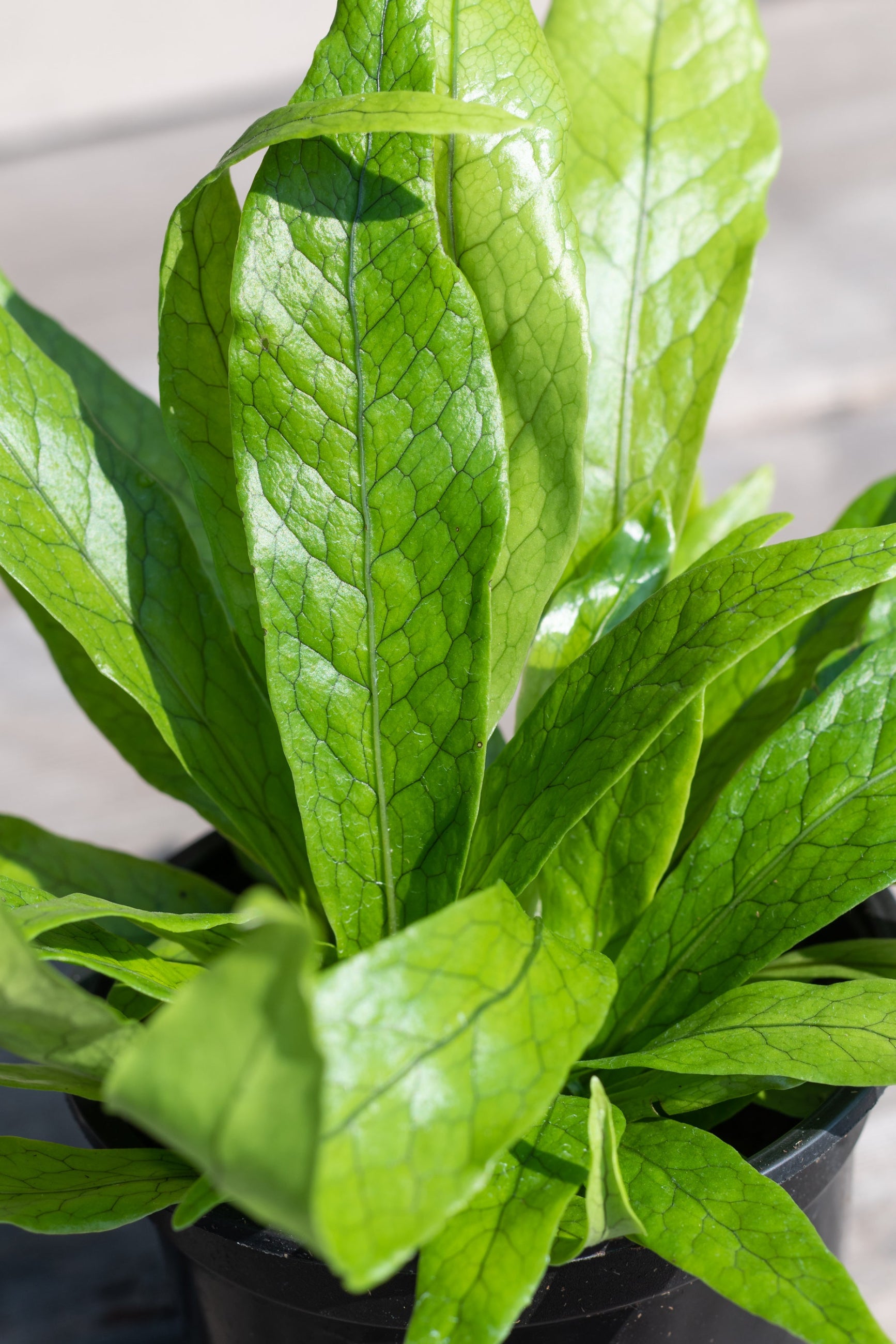 Close up of Microsorium musifolium 'Crocodyllus' leaves ©Sprout Home