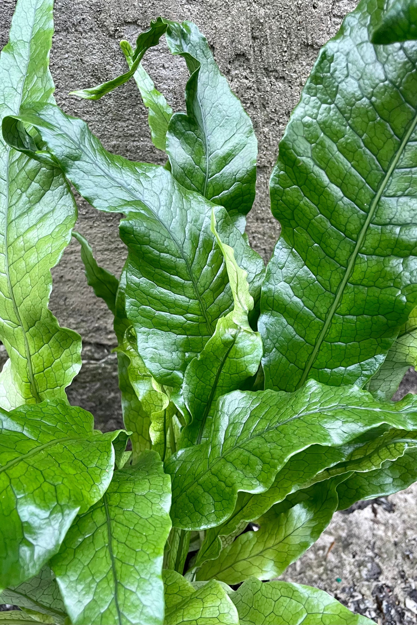 Microsorium musifolium 'Crocodyllus' detail picture of the reptile looking leaves. ©Sprout Home