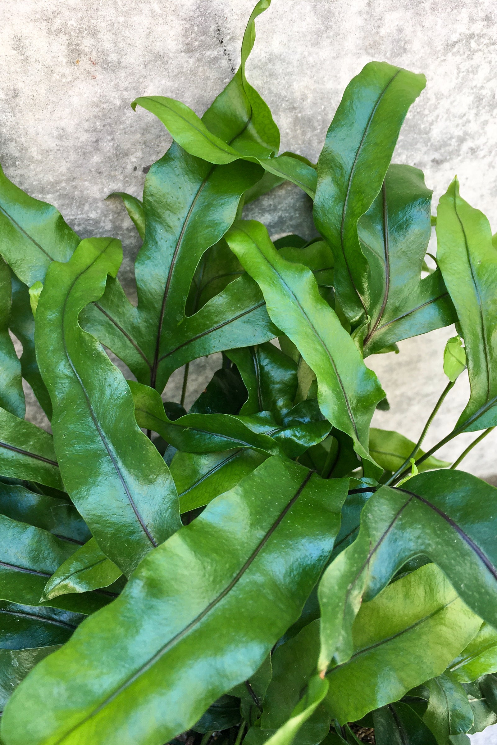 Close up of Microsorum diversifolium "Kangaroo Fern" foliage ©Sprout Home