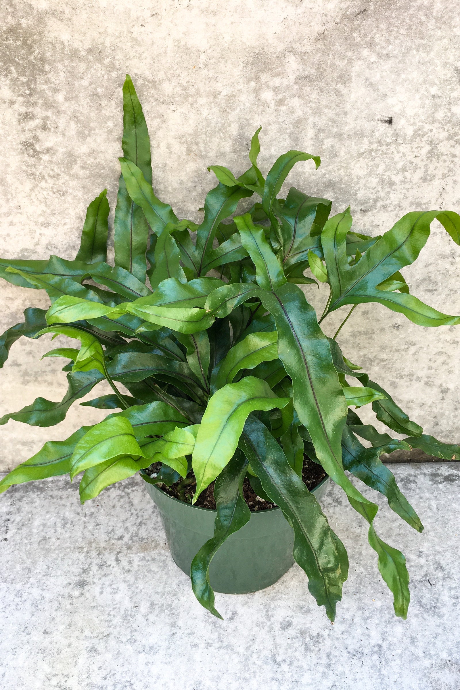 Microsorum diversifolium "Kangaroo Fern" in front of grey background ©Sprout Home