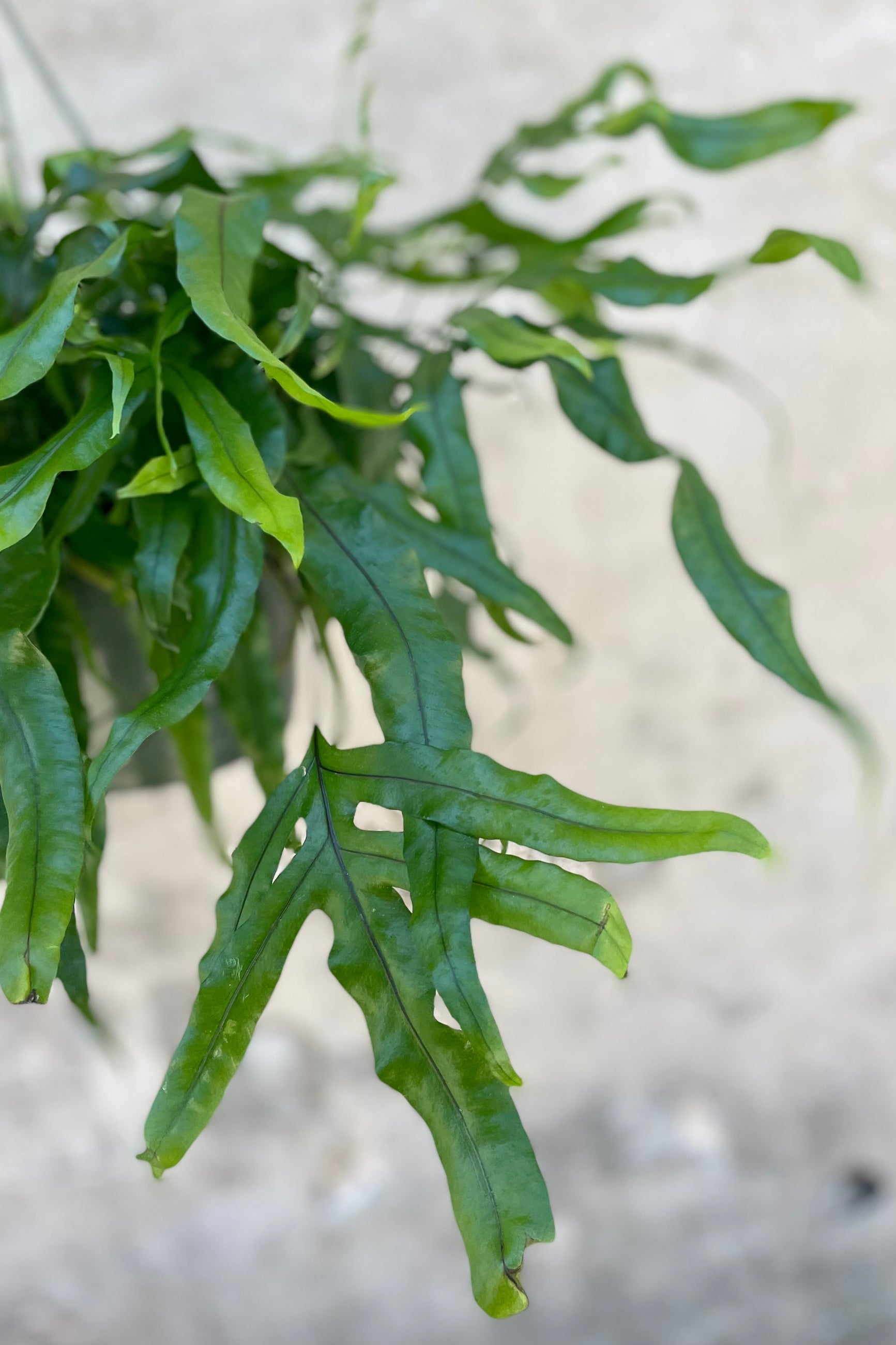 a detail look at Microsorum diversifolium "Kangaroo Fern" 8" leaves against a grey wall ©Sprout Home