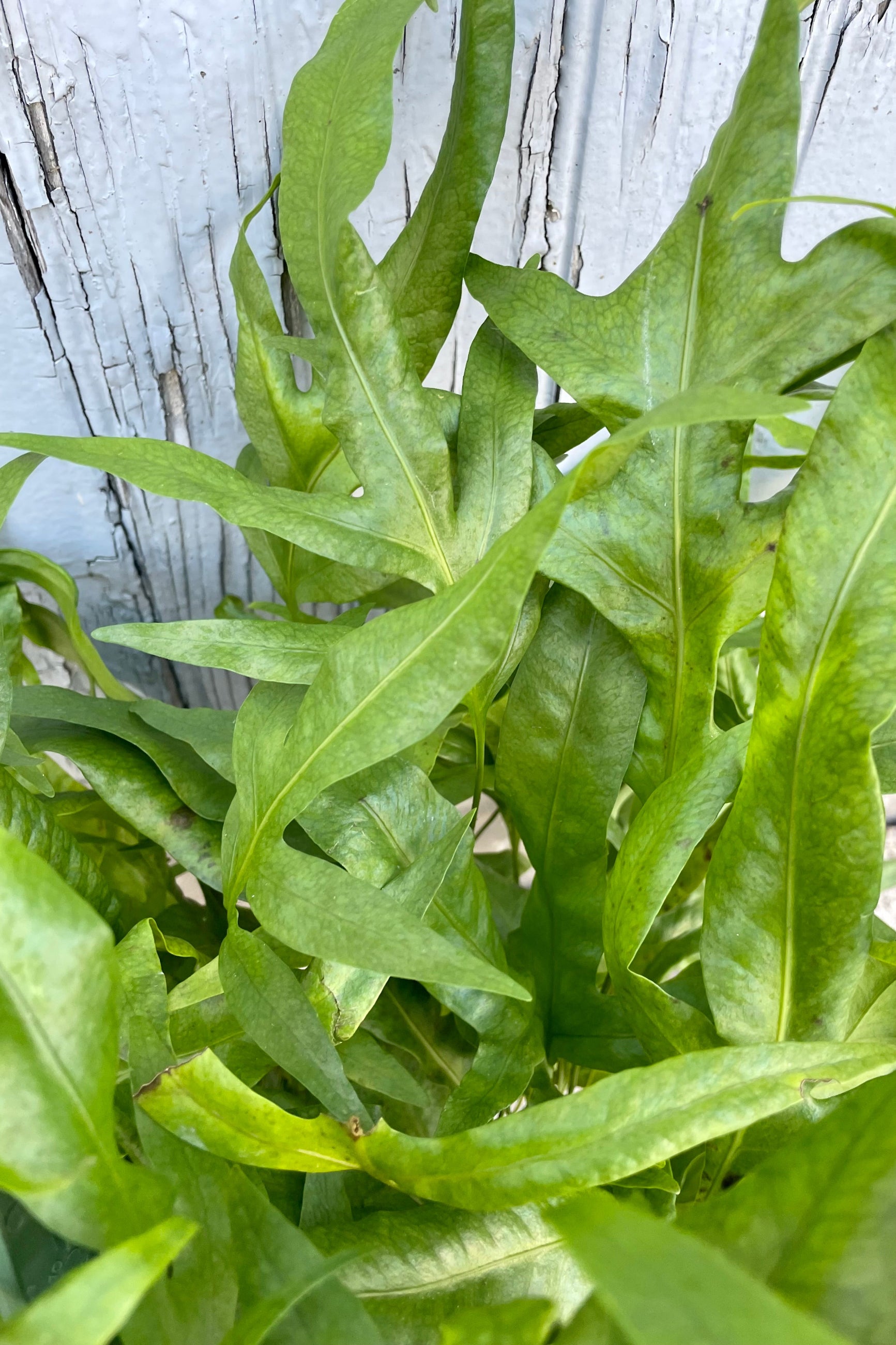 A detailed view of Microsorum scolopendria 'Laua'e Iki' 8" against wood backdrop ©Sprout Home