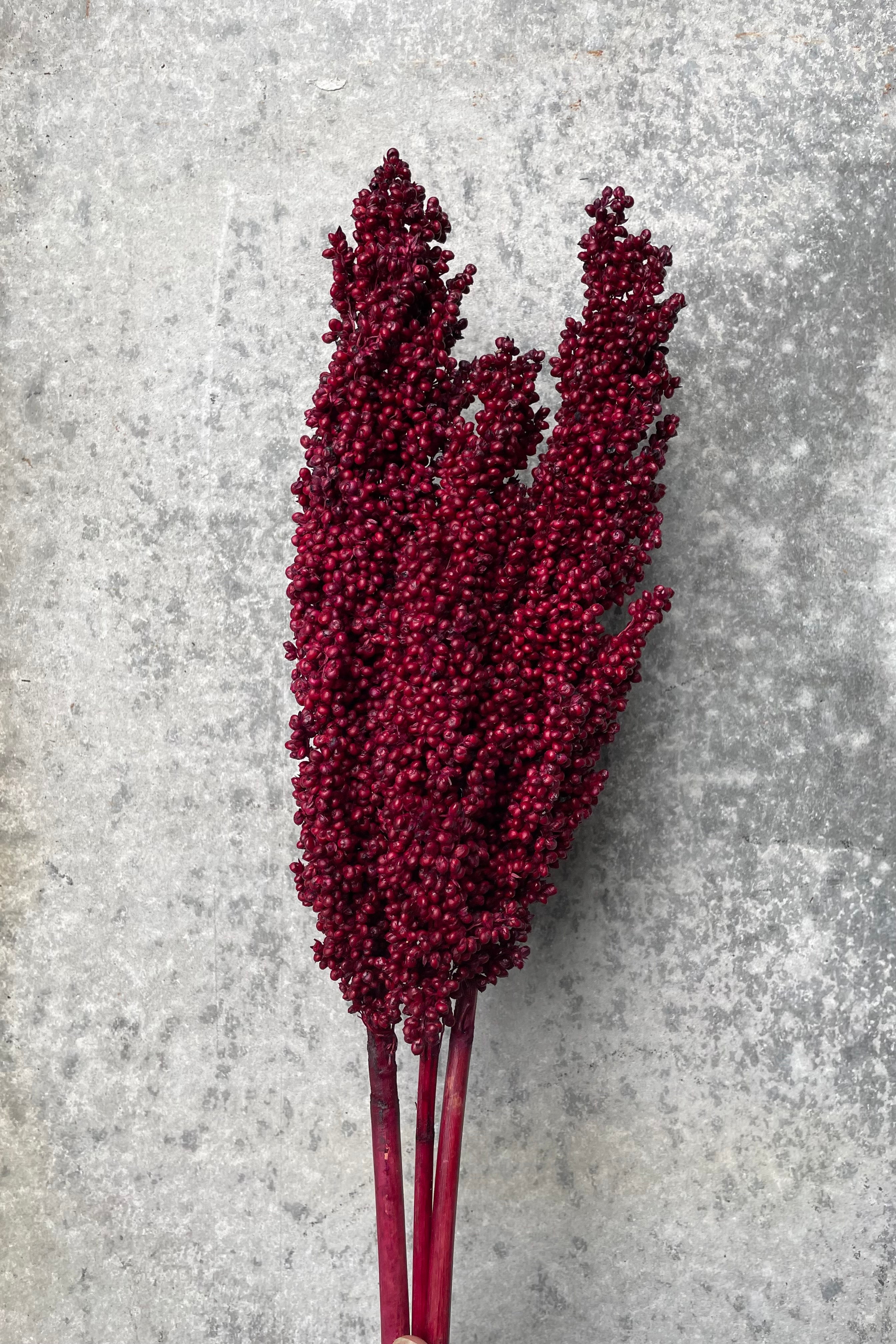 Burgundy dyed Milo berry bunch against a grey wall.
