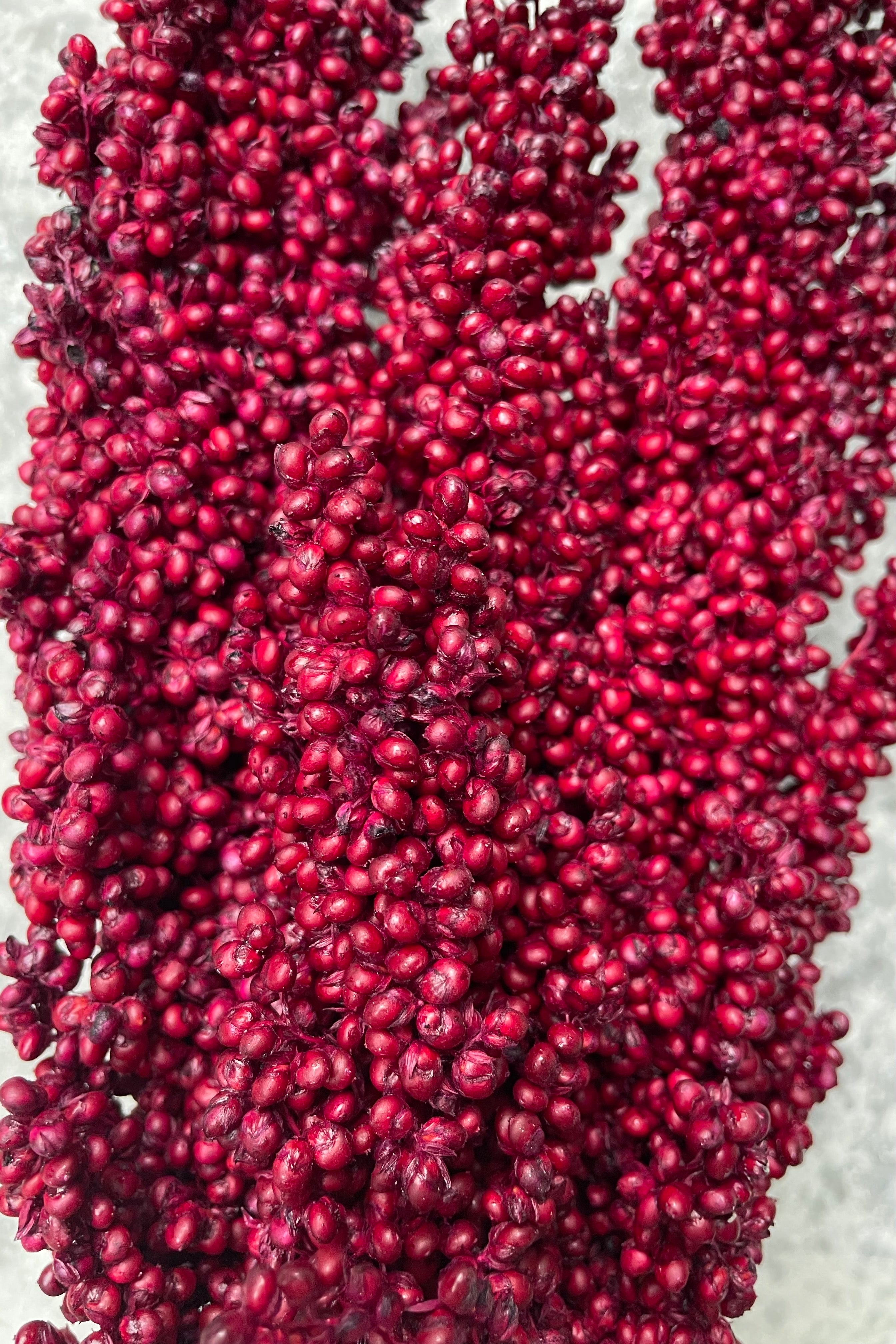 Detail picture of burgundy colored Milo berry bunch