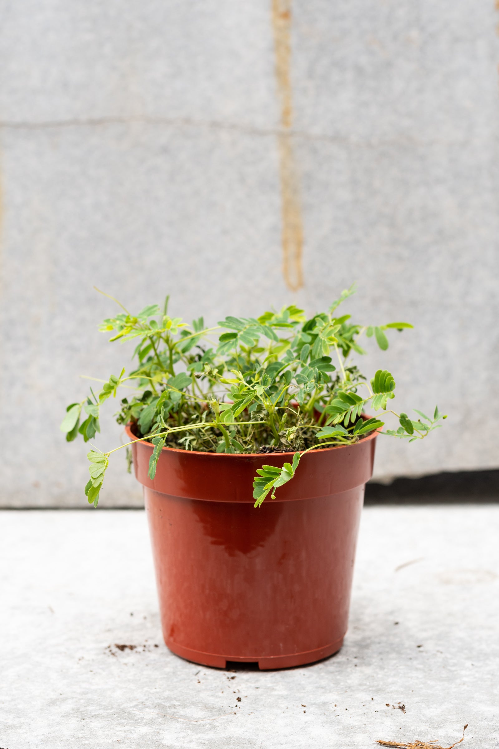Sensitive plant in a 4" growers pot with closed leaves ©Sprout Home