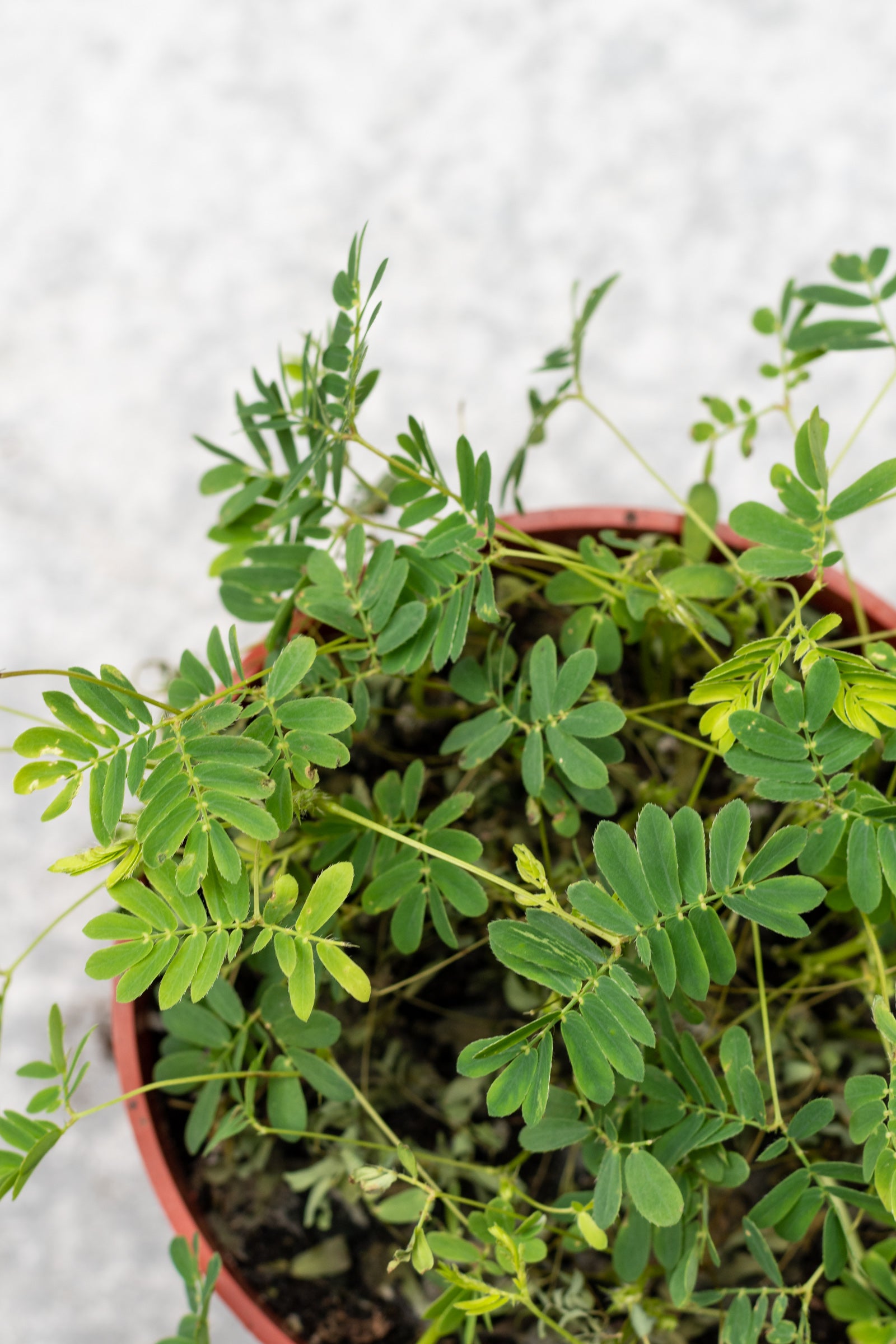 A potted Mimosa pudica plant with green compound leaves and delicate flowers. ©Sprout Home