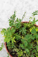 Mimosa pudica "Sensitive Plant" 4"