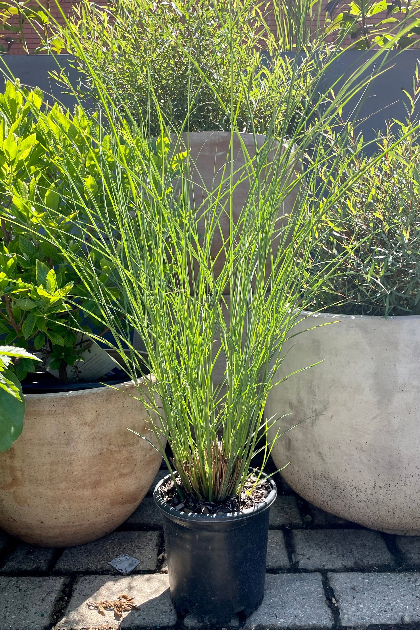 #1 size of Miscanthus 'Graziella' in mid June showing the upright green blades against other plants and terracotta planters in the Sprout Home yard. ©Sprout Home