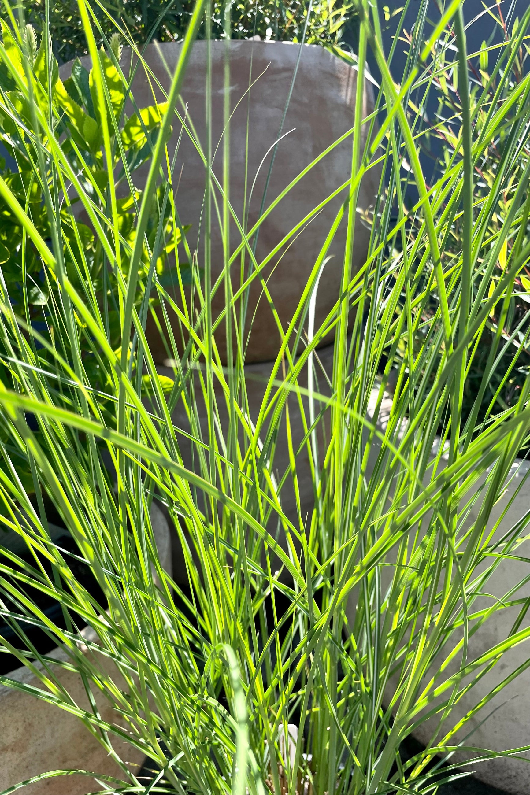detail picture showing the blades of the Miscanthus 'Graziella' grass mid June at Sprout Home in front of terracotta decorative containers. ©Sprout Home