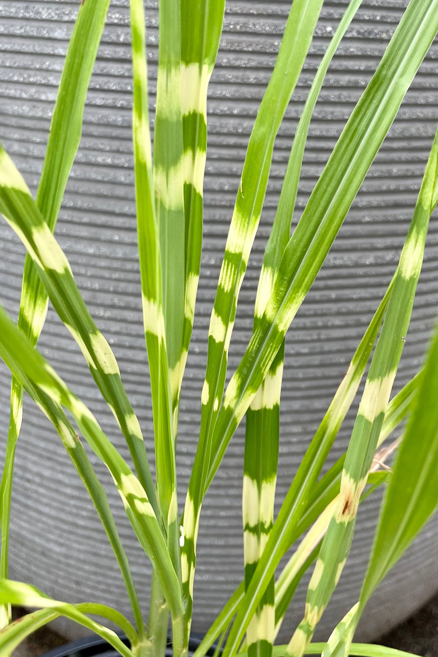 detail picture of the horizontal stripes on the blades of Miscanthus 'Zebrinus' ©Sprout Home