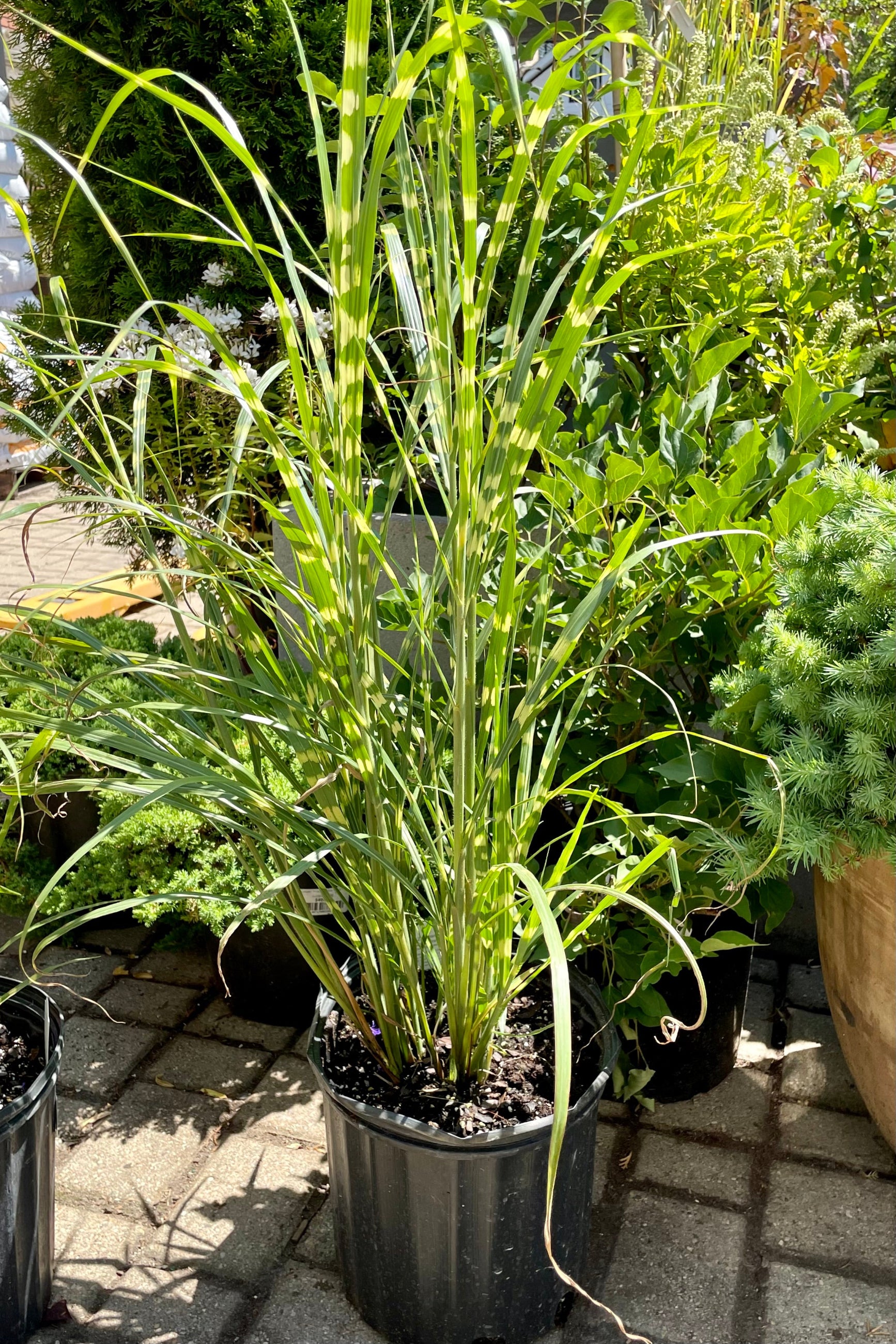 Miscanthus 'Zebrinus' in a #3 growers pot mid July showing the horizontal golden banding on the upright leaves at Sprout Home. ©Sprout Home