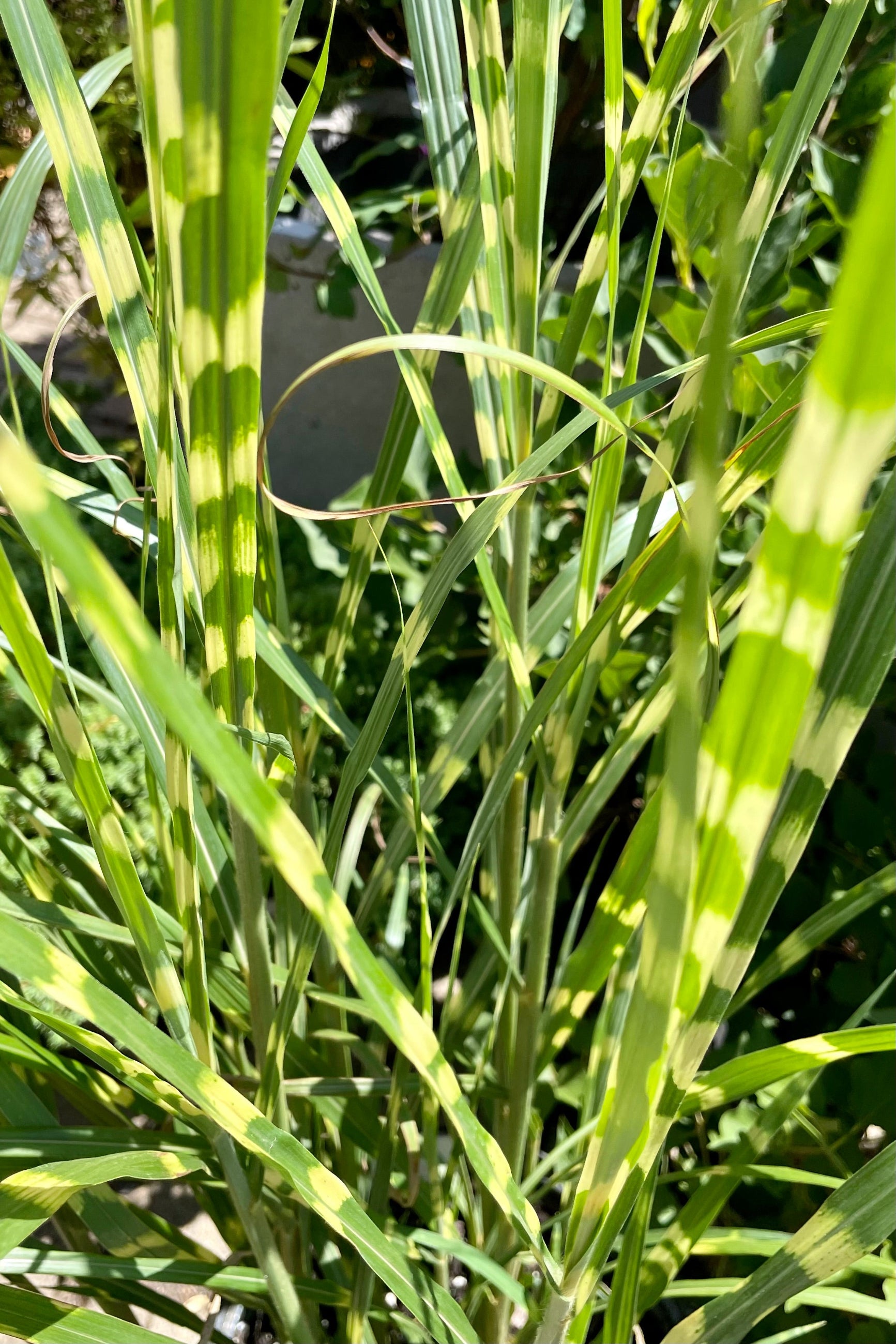 close up of the golden horizontal variegation on the green blades of Miscanthus 'Zebrinus' mid July at Sprout Home. ©Sprout Home