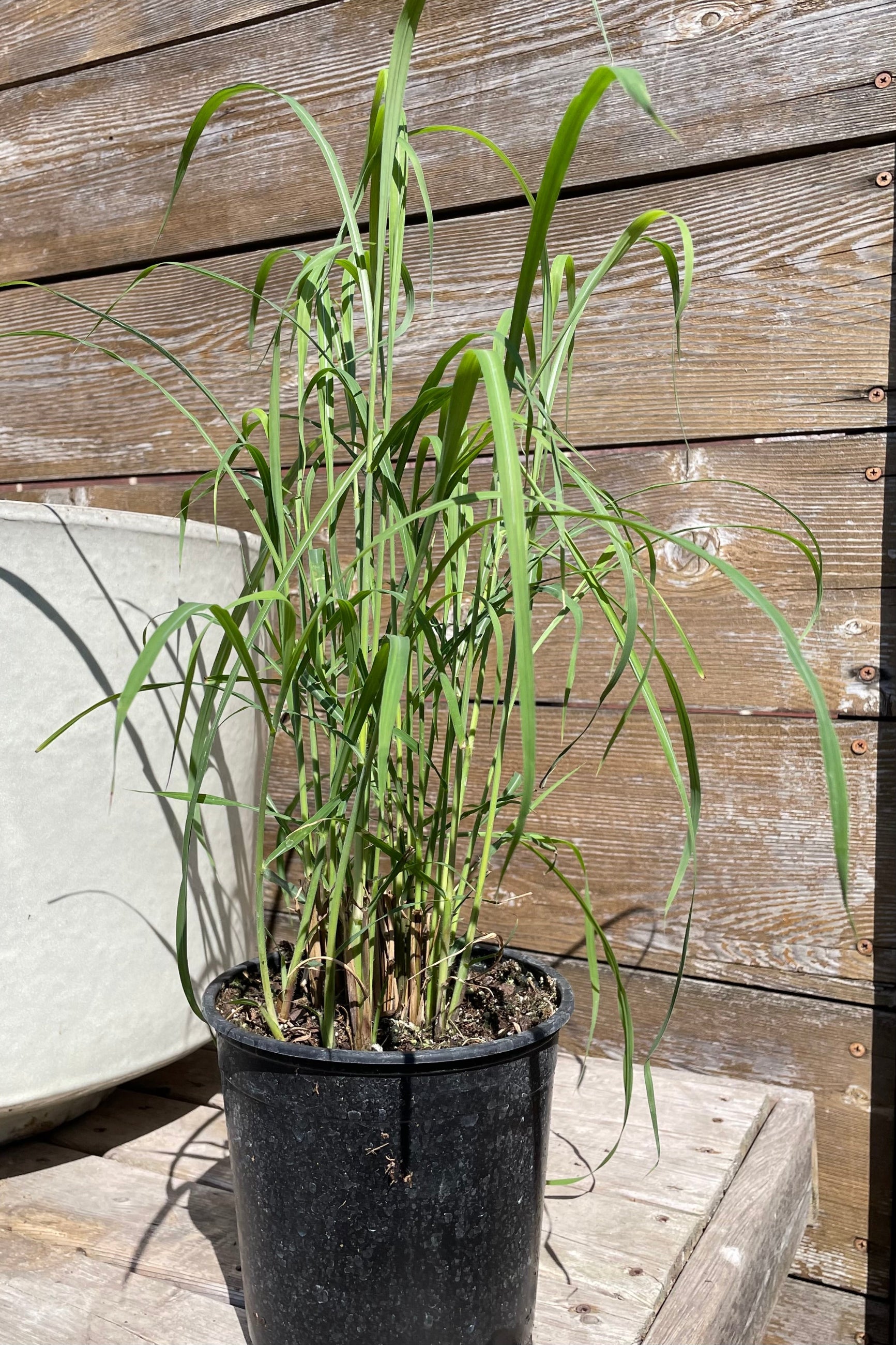 Miscanthus 'Little Zebra' in a #1 pot just starting in the middle of April at Sprout Home. ©Sprout Home