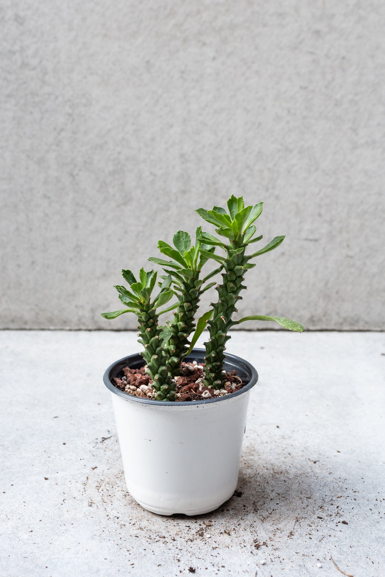 Monadenium plant in a four inch growers pot against a grey wall. ©Sprout Home