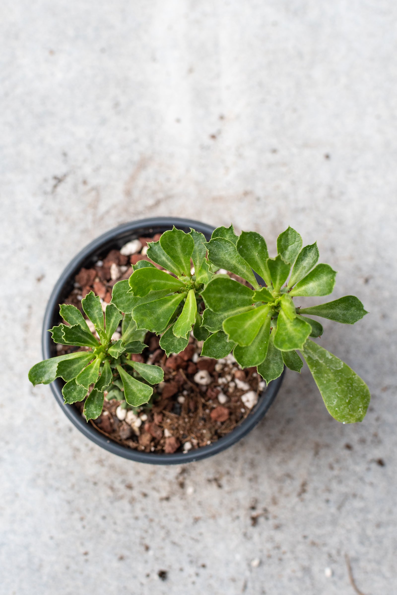 Monadenium plant pictured from above. ©Sprout Home