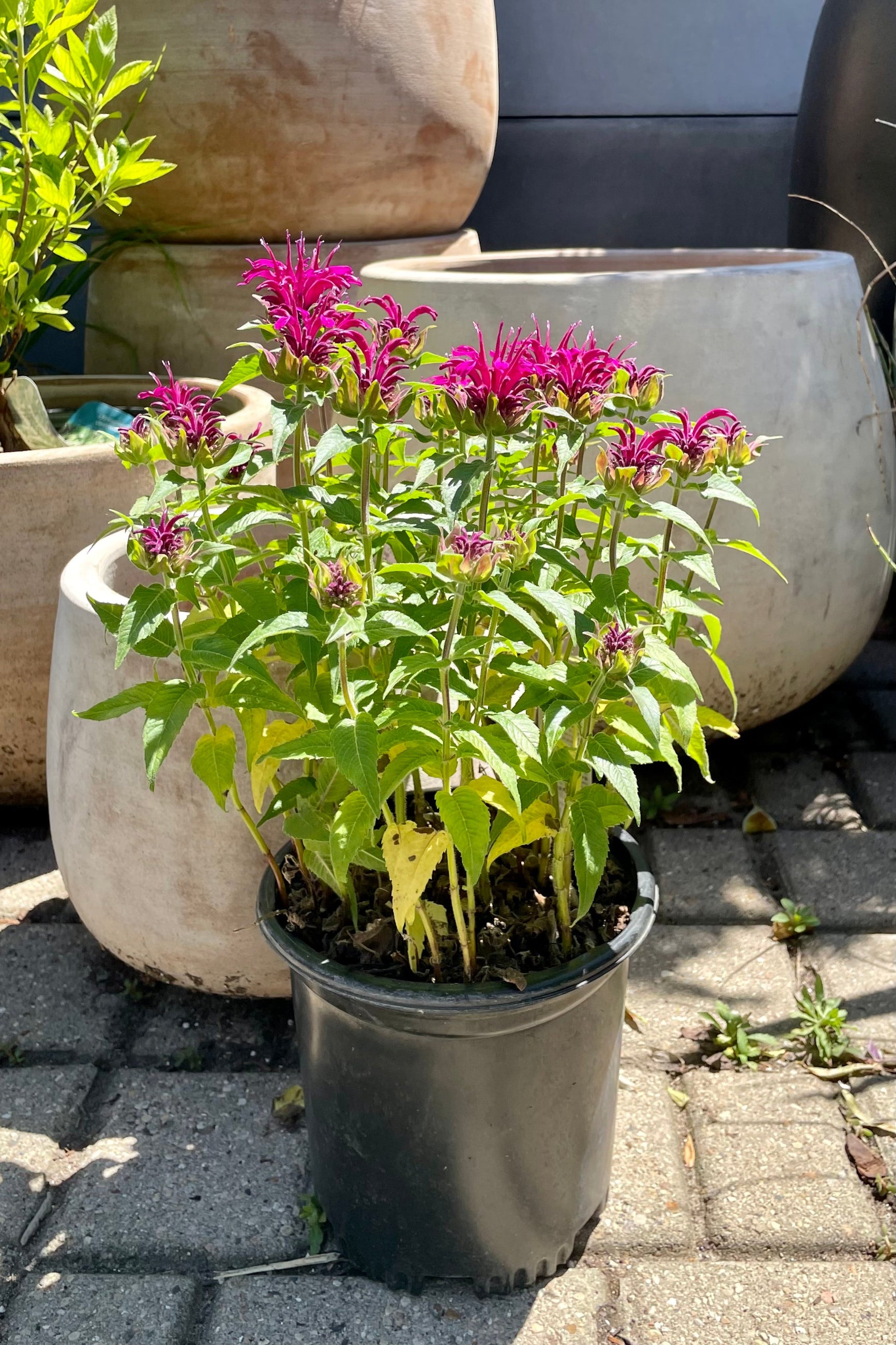 #1 container of Mondara 'Balmy Purple' in bloom mid June with bright purple magenta flowers above green foliage in front of terracotta planters at Sprout Home. ©Sprout Home