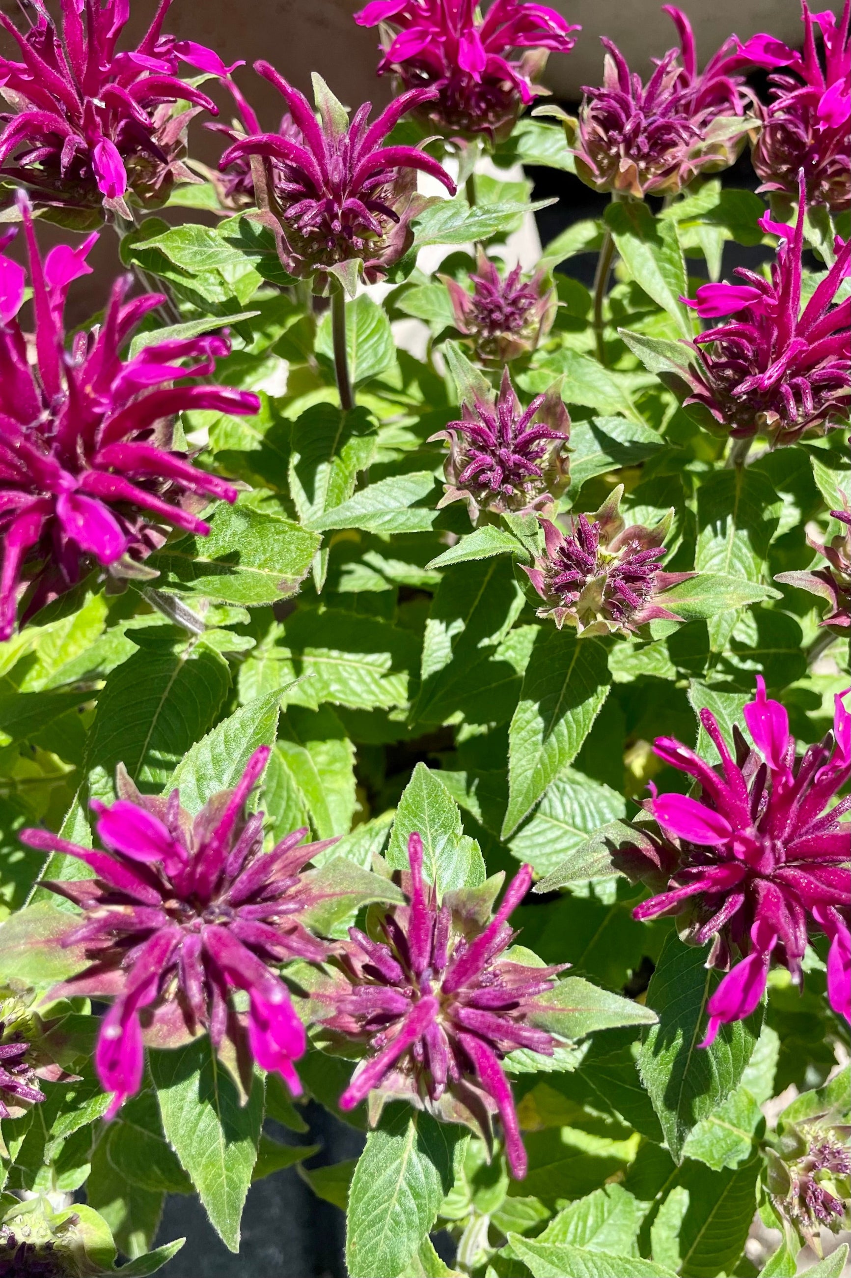 Up close picture of the crazy looking purple magenta flowers of the Mondara 'Balmy Purple' in mid June at Sprout Home. ©Sprout Home