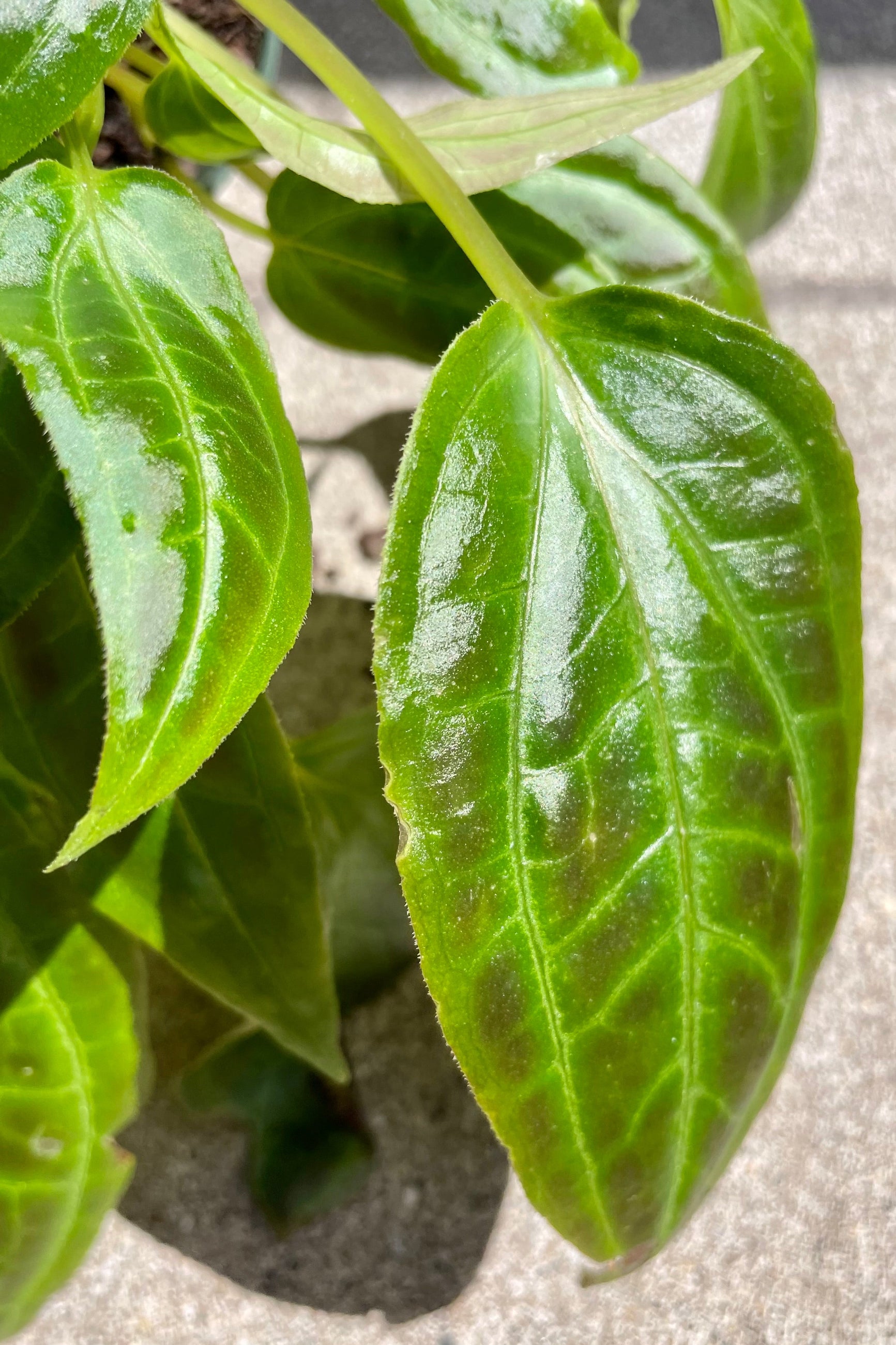 Detail of Monolena sp. 4” shiny variegated leaves against a grey wall ©Sprout Home