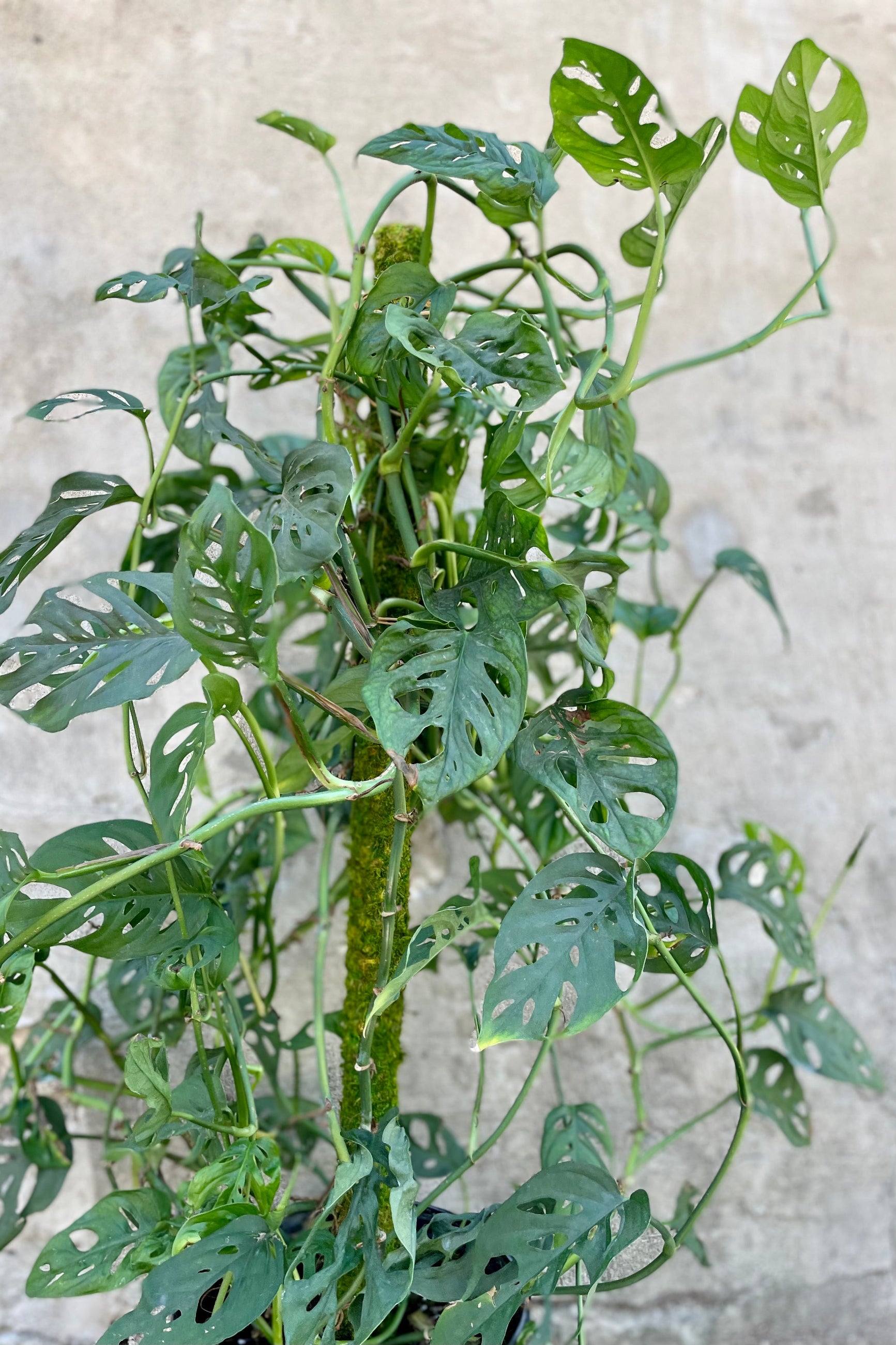Monstera adansonii totem 10