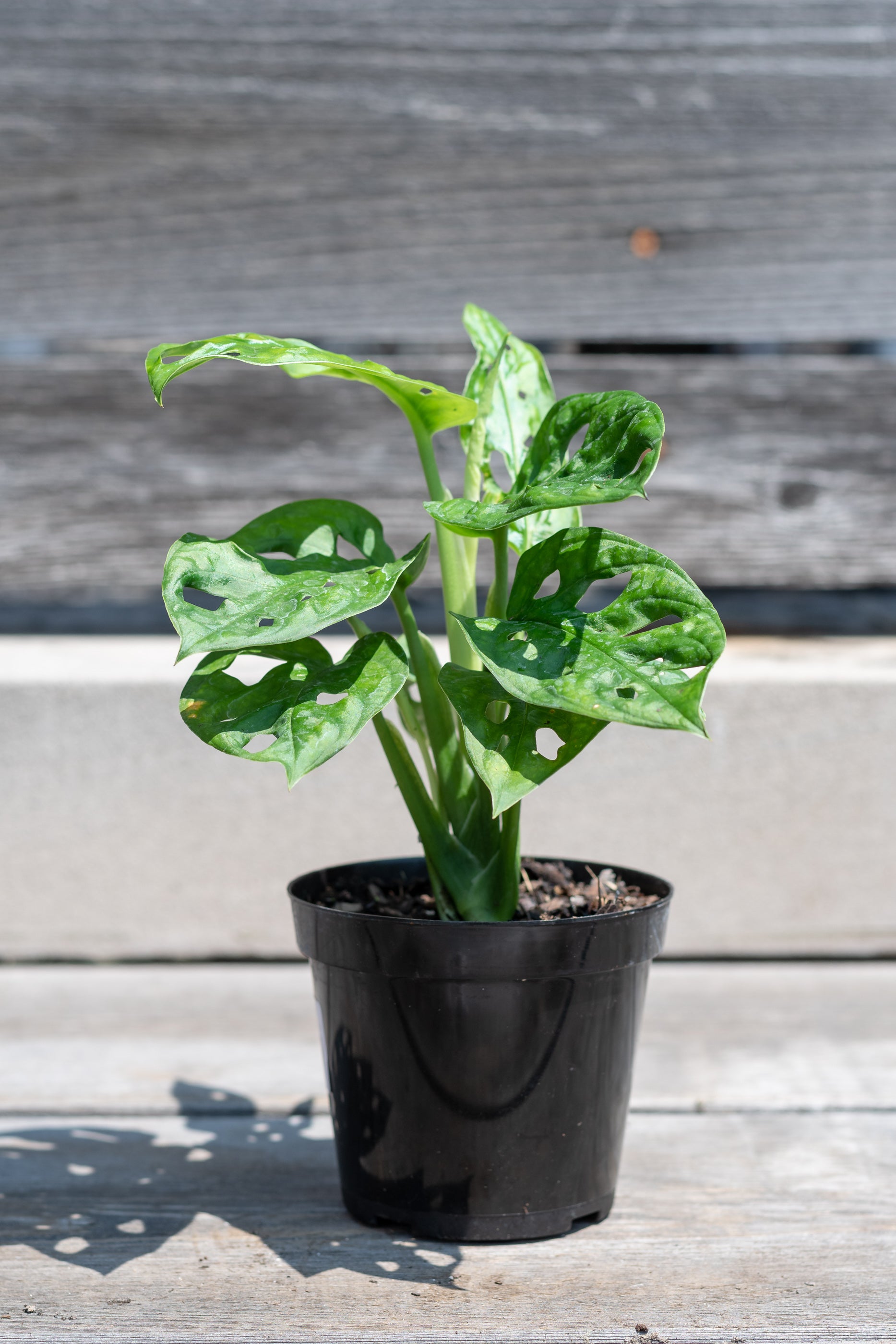Monstera adansonii 4" round form in grow pot in front of grey wood background