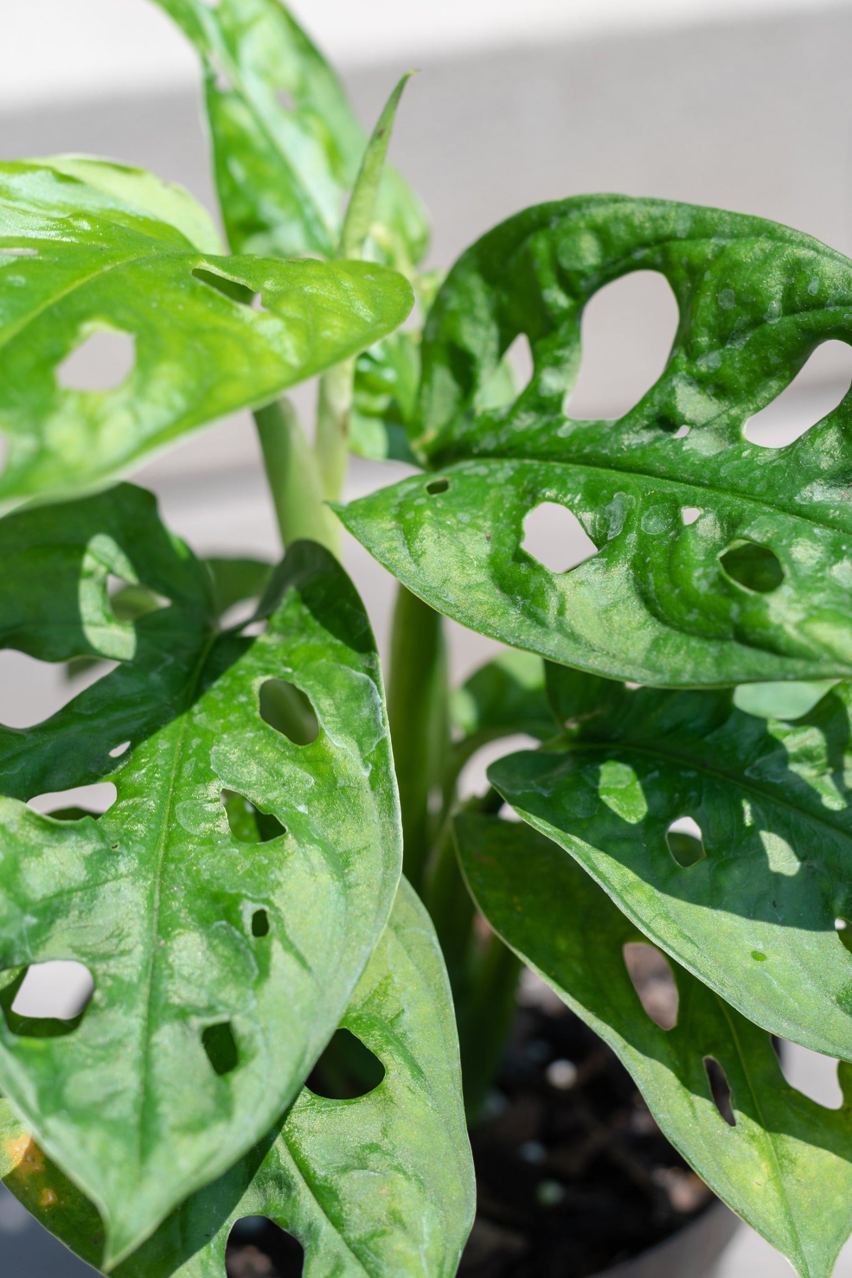 Close up of Monstera adansonii 4" round form leaves ©Sprout Home