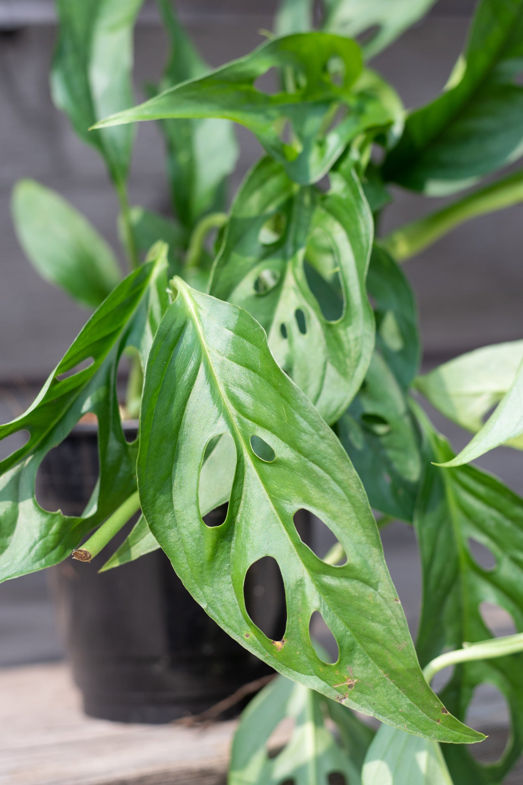 Potted Monstera adansonii plant with hole-shaped fenestrations on the leaves, indicating the swiss cheese plant. ©Sprout Home