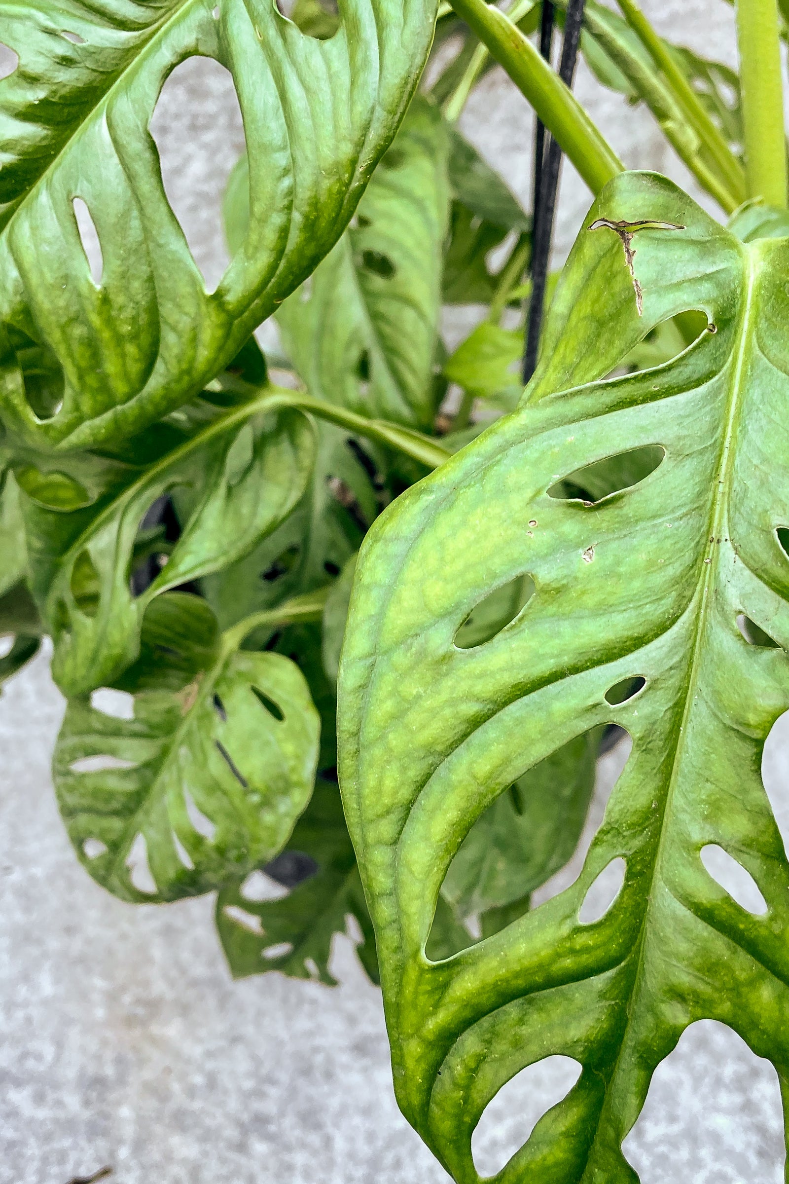 Close up of Monstera adansonii leaves ©Sprout Home